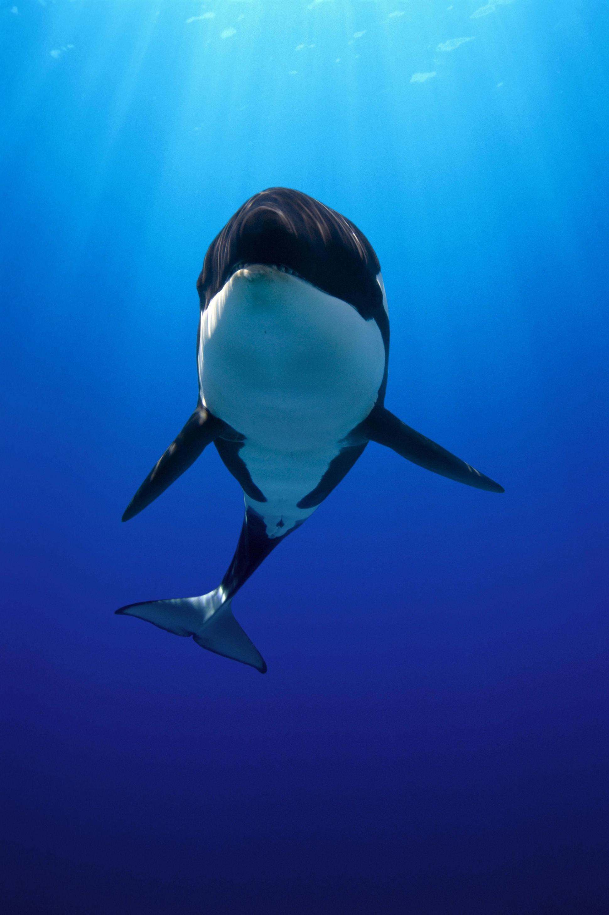 Willy, Free Willy Wallpaper, 1940x2920 HD Phone