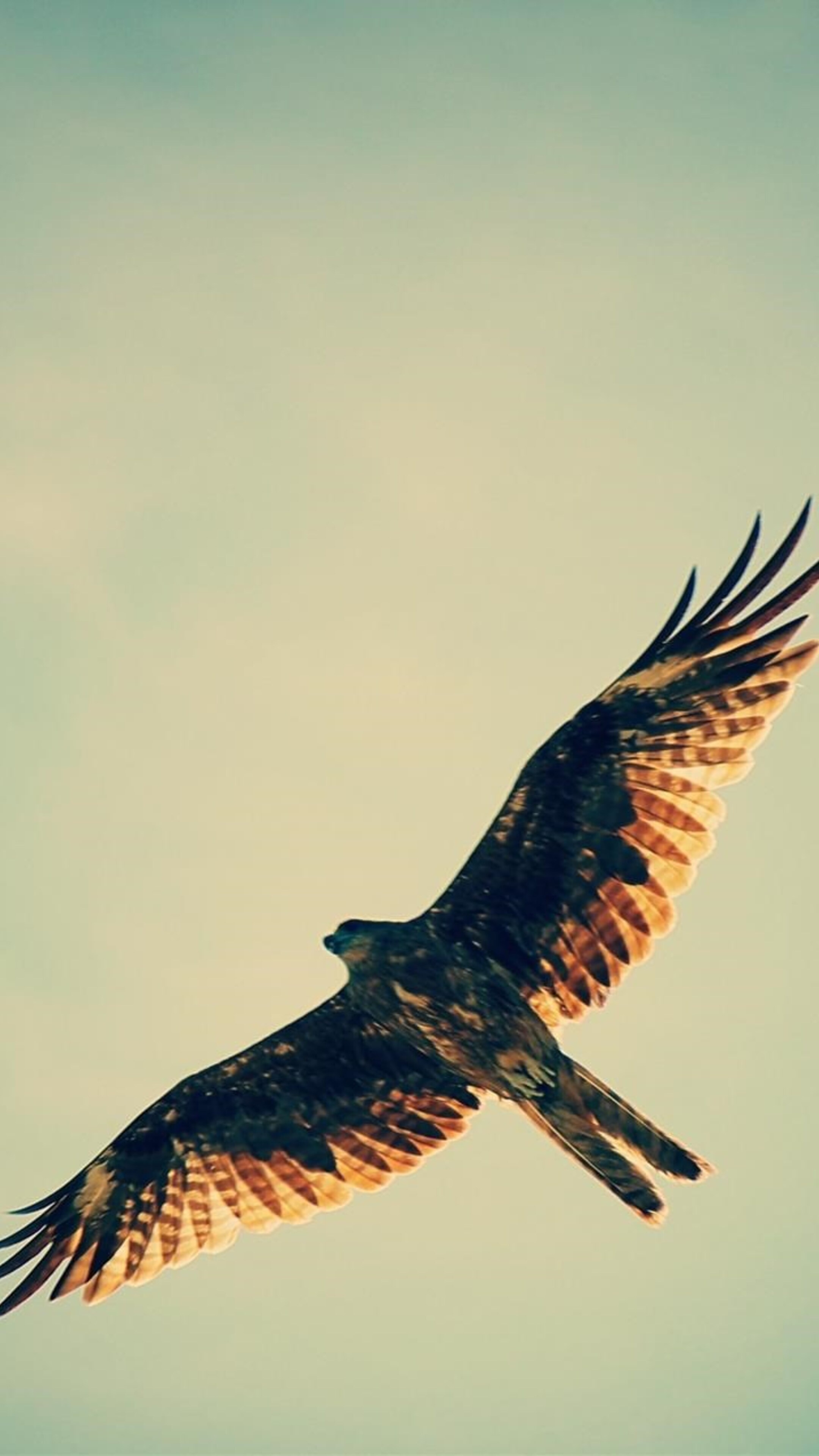 Hawk wallpaper, Sony Xperia HD image, Premium 4K backgrounds, 2160x3840 4K Phone