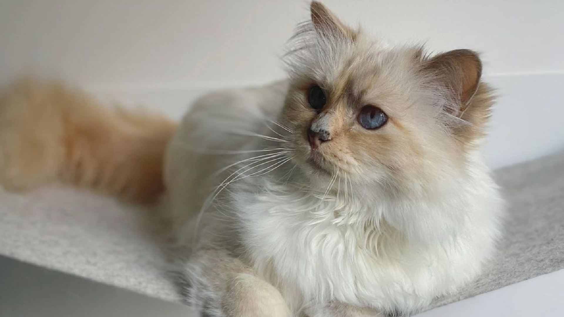 Influencer e milionaria, Choupette, Karl Lagerfeld, 1920x1080 Full HD Desktop