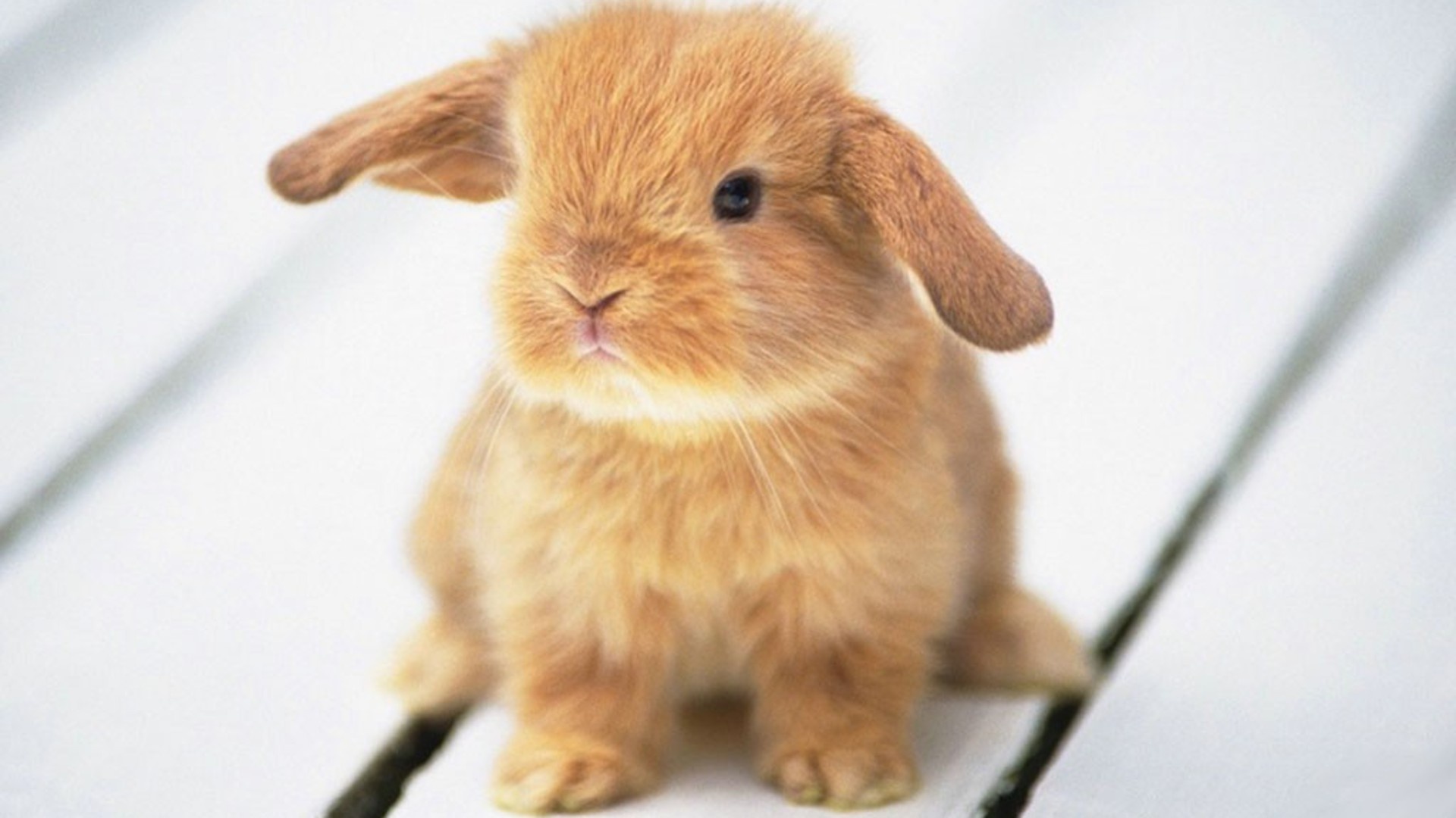 Bunny, Bunny wallpaper, Adorable animals, Cute bunny, 1920x1080 Full HD Desktop