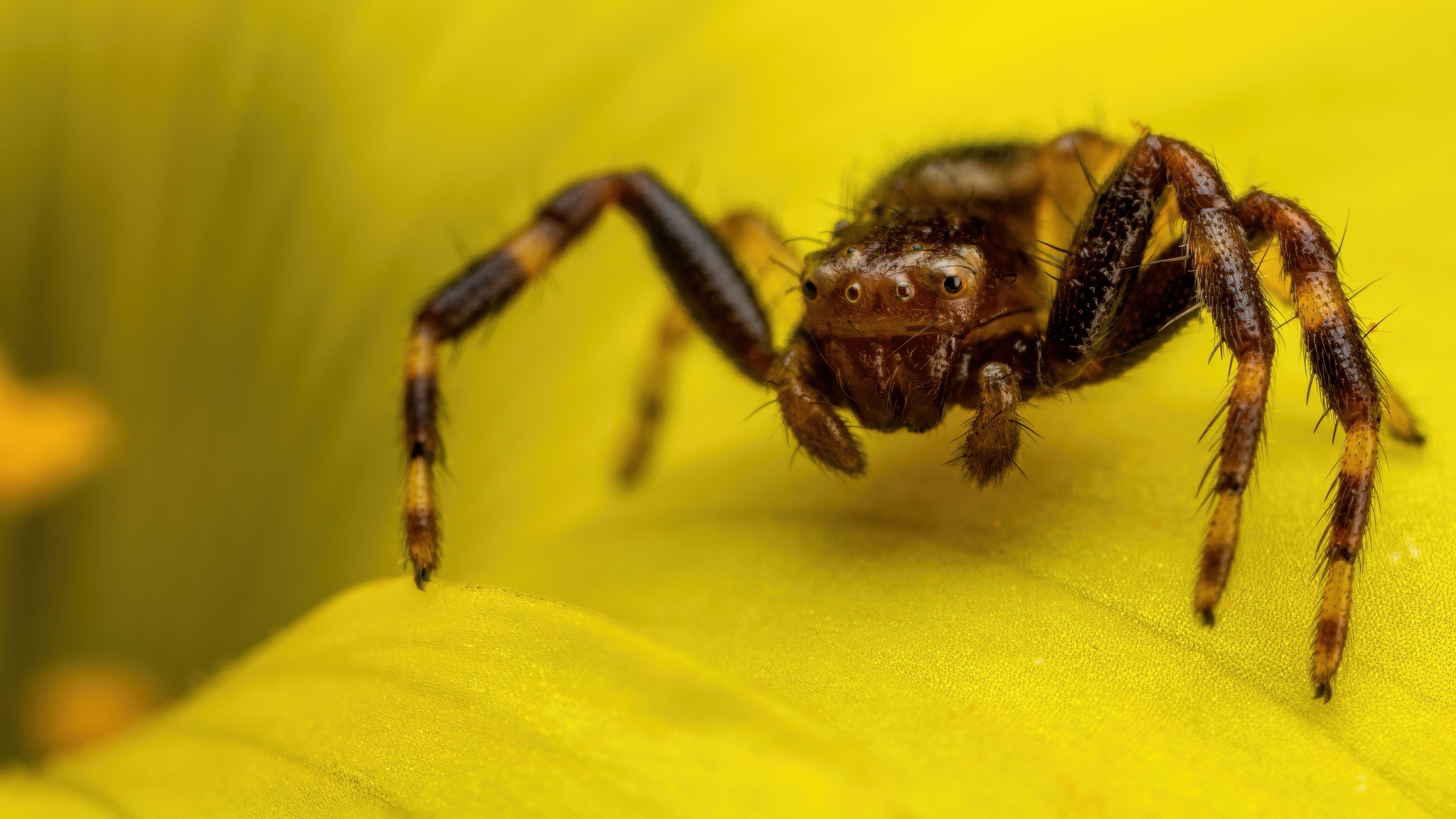 Spider, 4K spider wallpapers, Macro photography, Arachnid beauty, 3840x2160 4K Desktop