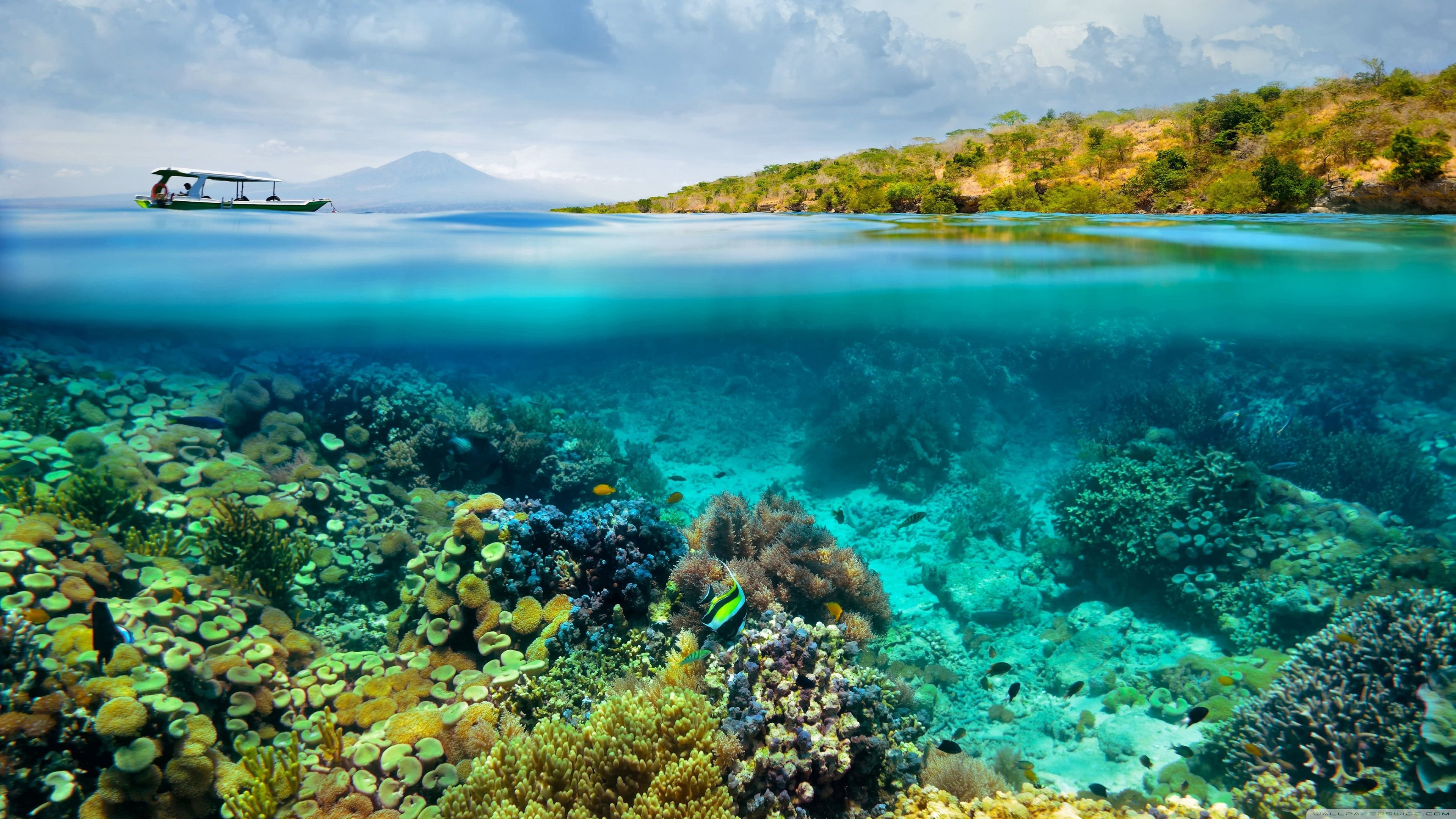 Abstract coral design, Underwater paradise, Colorful corals, Digital artwork, 3840x2160 4K Desktop