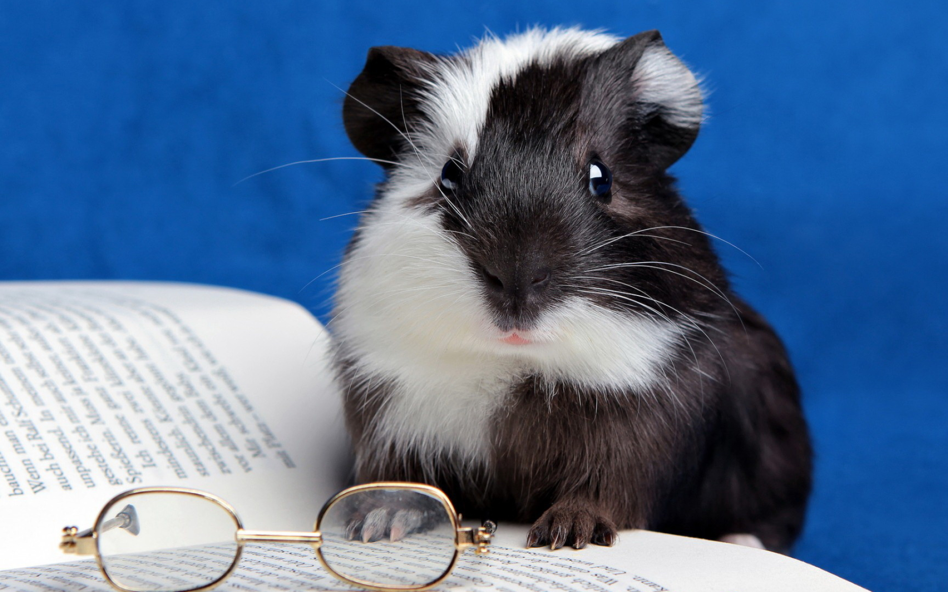Guinea Pig, Cute pets, HD backgrounds, Furry friends, 1920x1200 HD Desktop