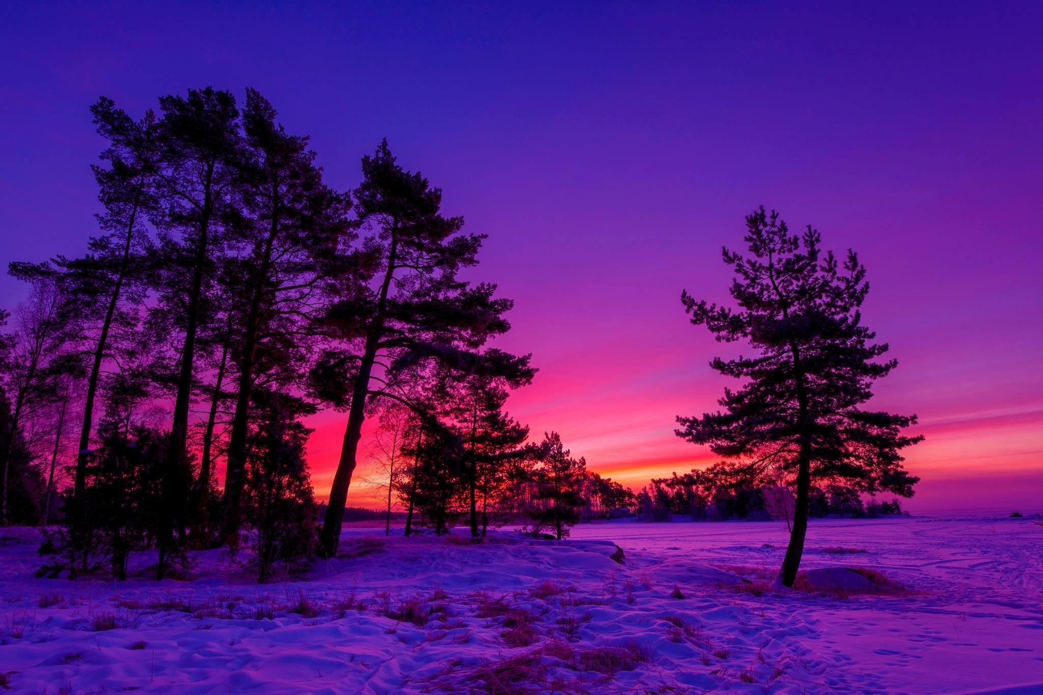 silhouetted pine trees, snow-covered winter landscape, vibrant purple dusk sky, HD Desktop wallpaper