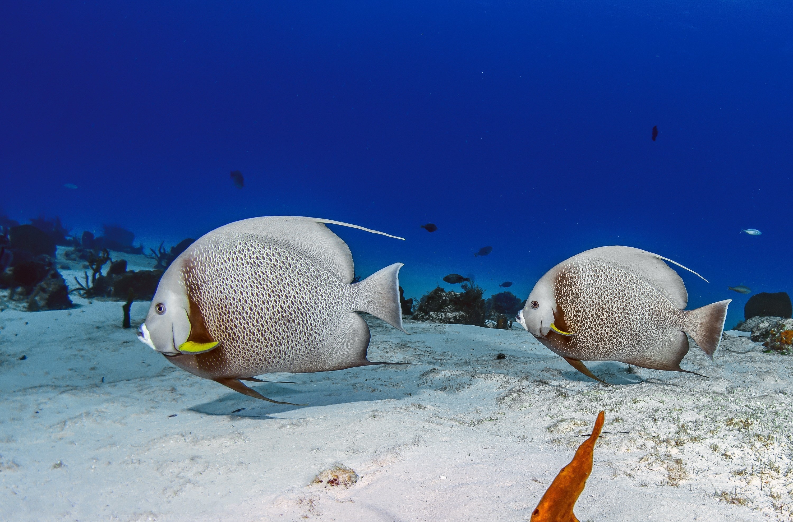 Angelfish elegance, High definition, Stunning wallpaper, Aquatic creature, 3000x1980 HD Desktop