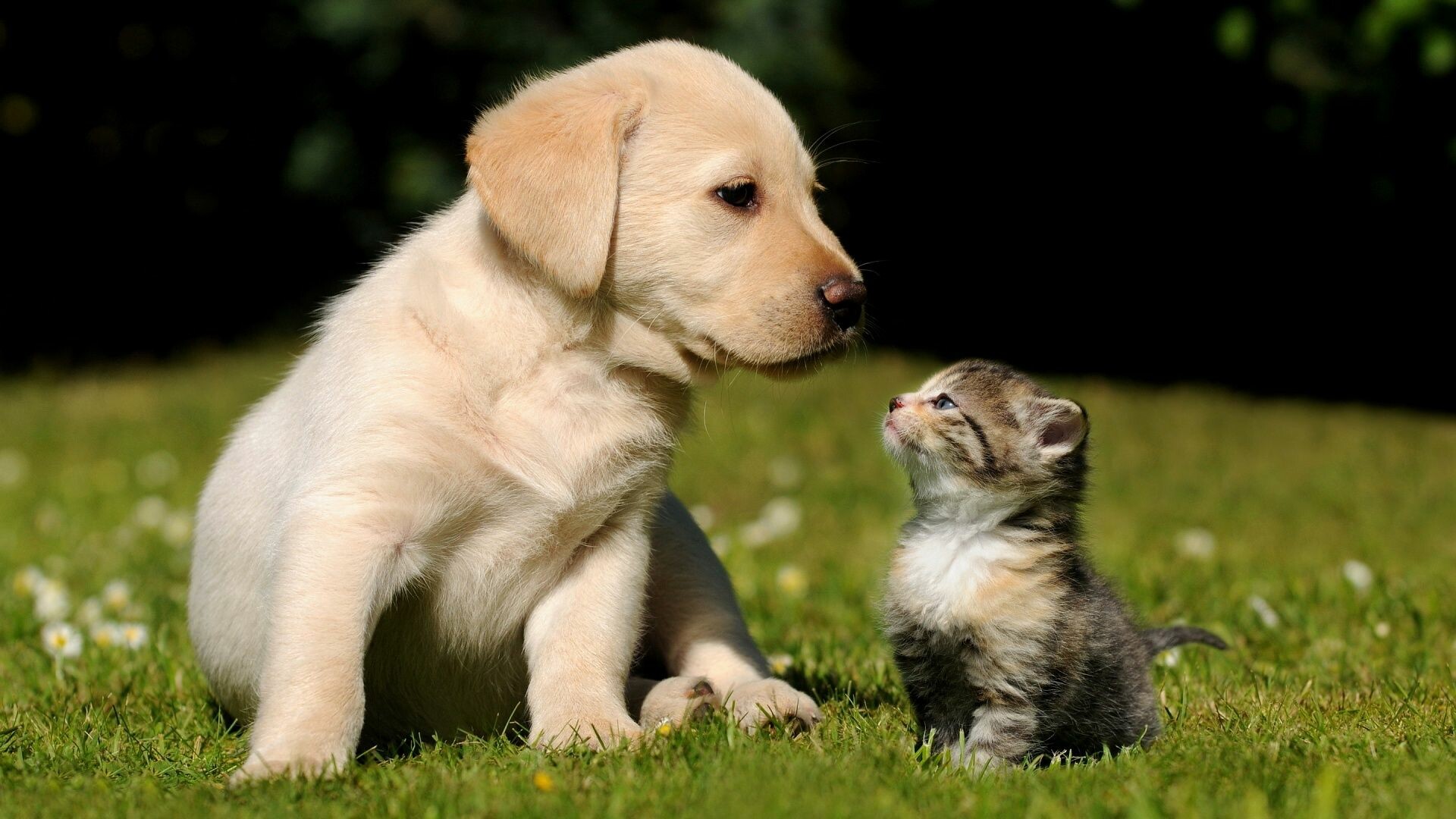 Girly puppy wallpapers, Broken Panda, Cute and trendy, Puppy love, 1920x1080 Full HD Desktop