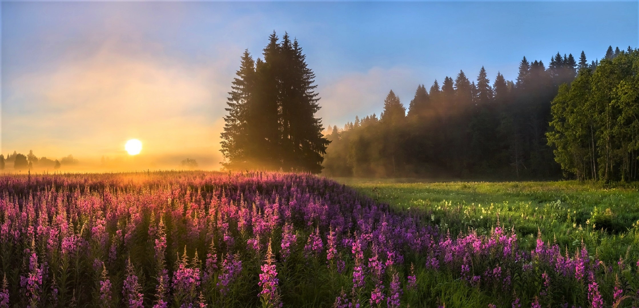 Misty sunset, Flower field, Serene atmosphere, Natural beauty, 2240x1080 Dual Screen Desktop