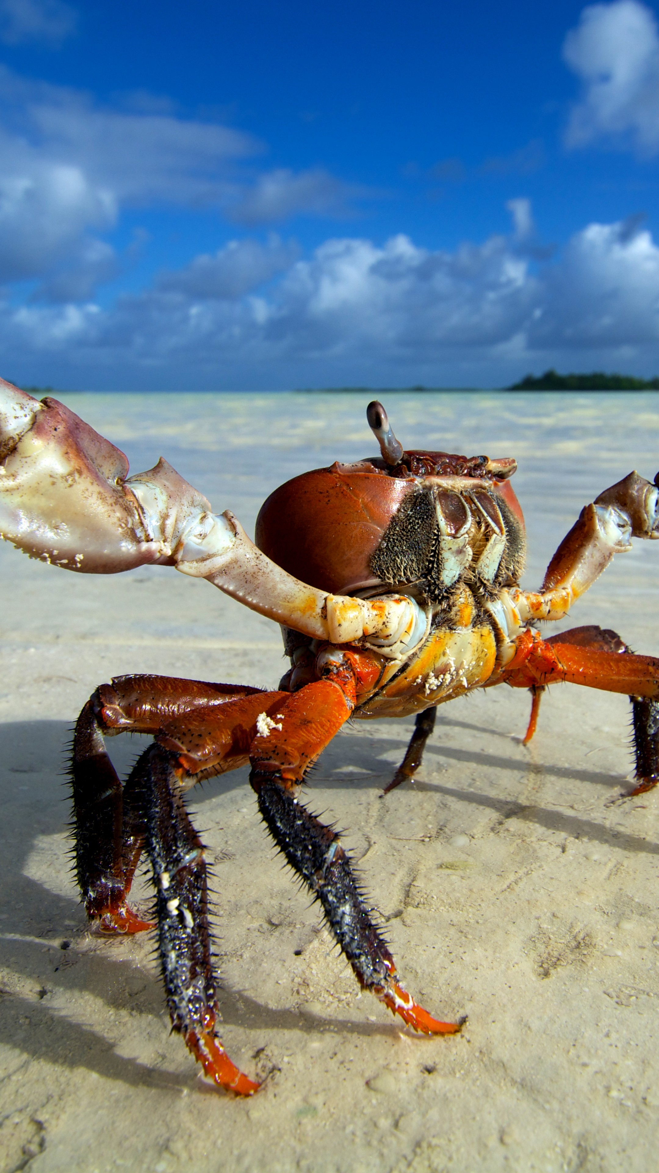 Ghost crab on the beach, Stunning ocypodinae, Coastal clouds, Animal photography, 2160x3840 4K Phone