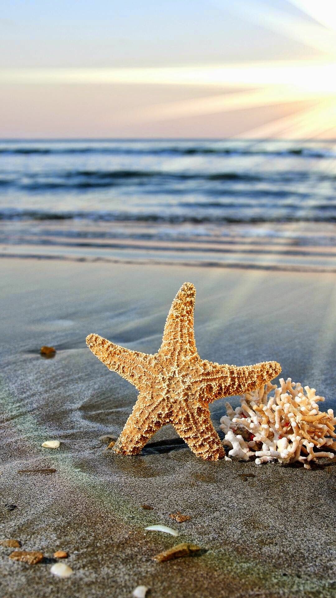 Starfish fotos na praia, Peixes, 1080x1920 Full HD Phone