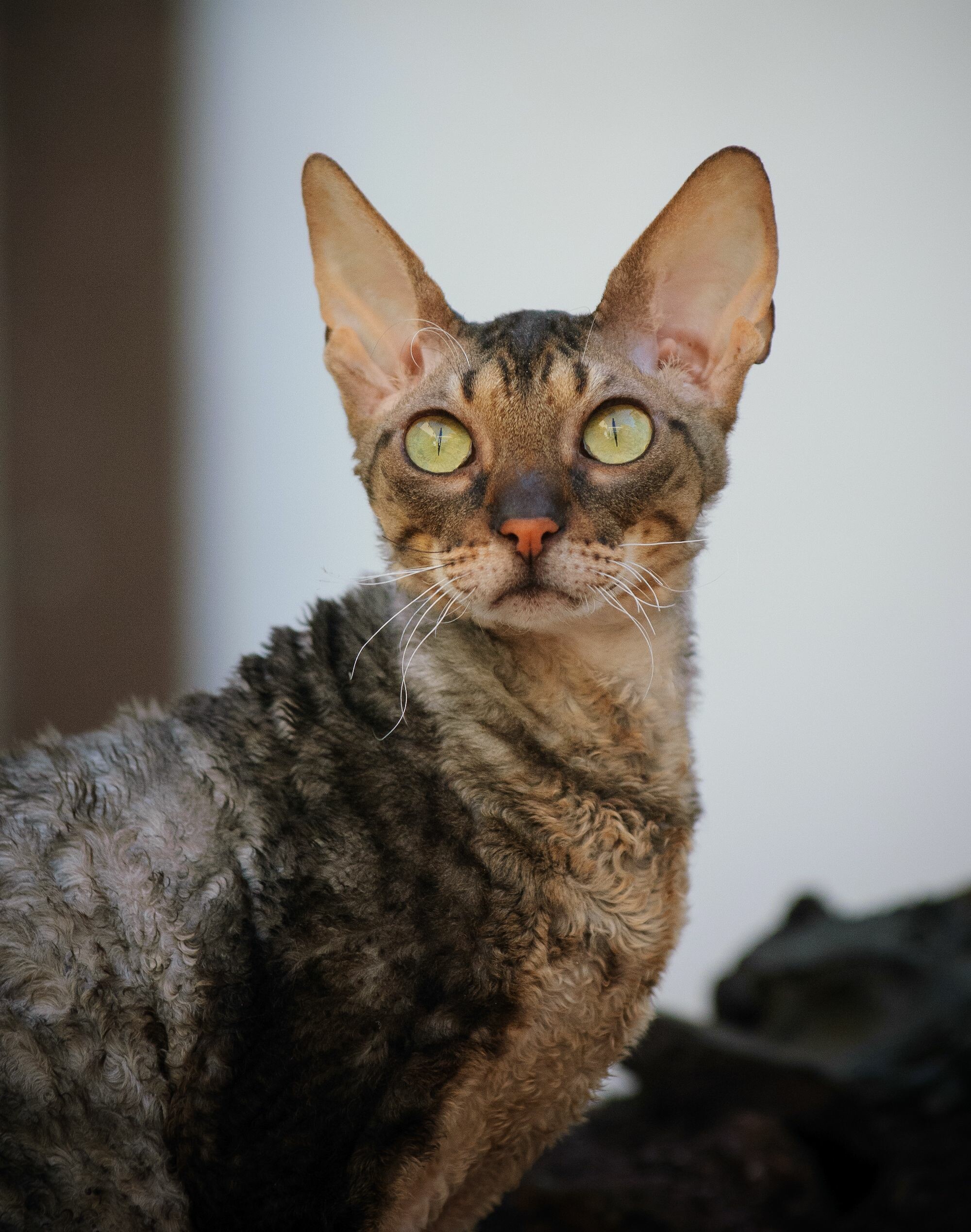 Devon Rex, Small cats, Munchkin, Singapura, Siamese, 2000x2540 HD Phone