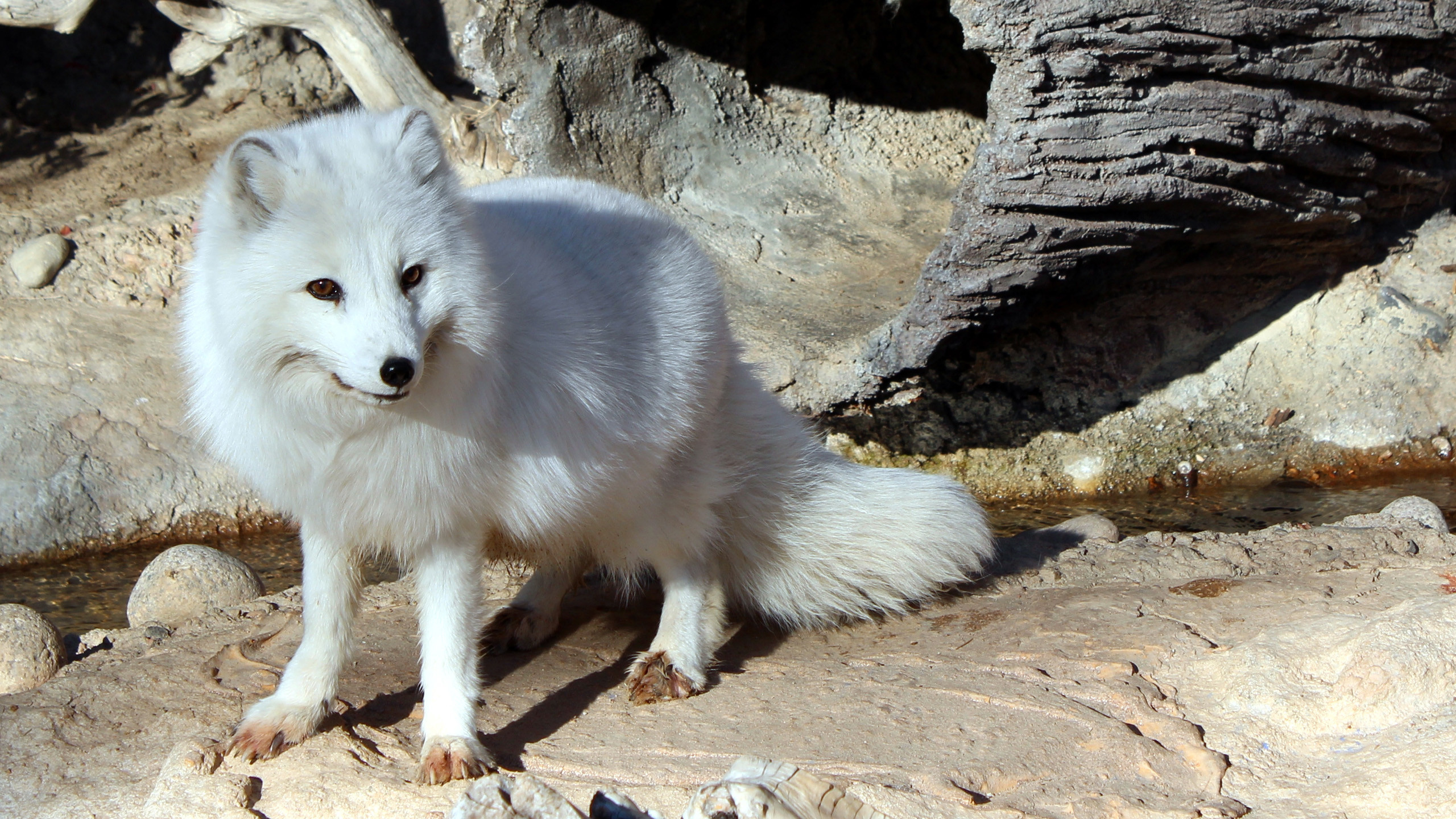 74 Pictures, Arctic Fox Wallpaper, 2560x1440 HD Desktop
