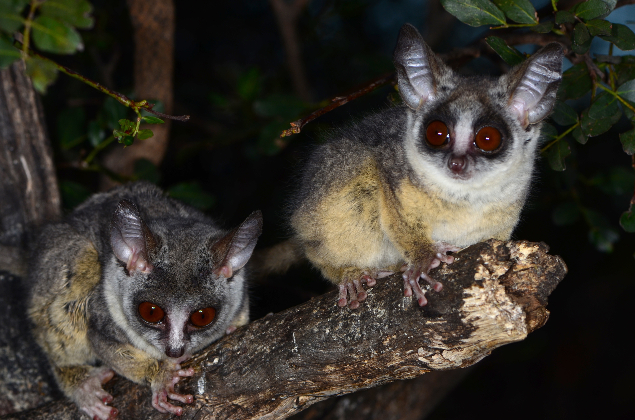 Bush Baby (Galago), Lesser galago inaturalist, Genus Galago, United Kingdom primates, 2050x1360 HD Desktop