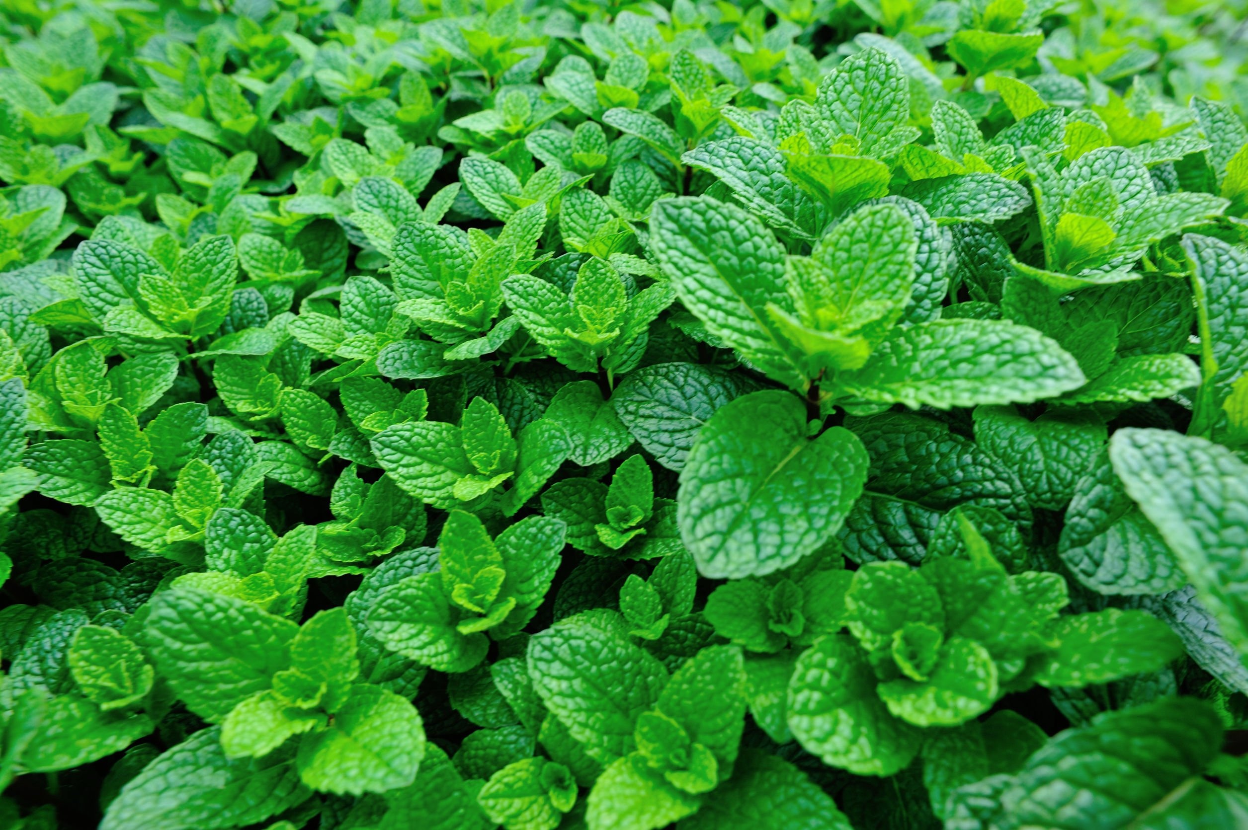Steam distillation principles, Essential oil production, Citrus essence extraction, Industry glossary, 2520x1680 HD Desktop