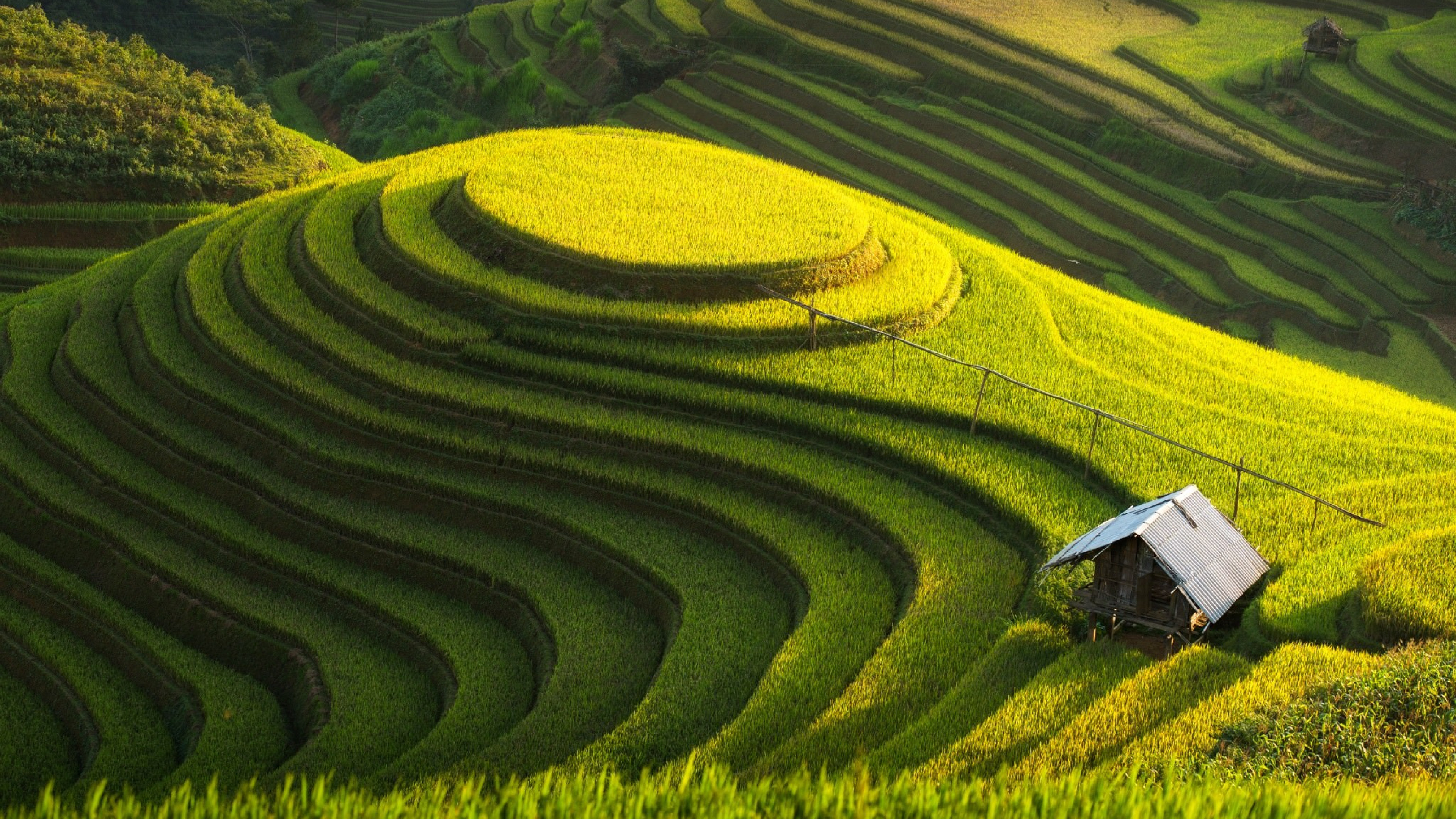Paddy fields, HD wallpapers, Free image download, Nature's wonders, 3840x2160 4K Desktop