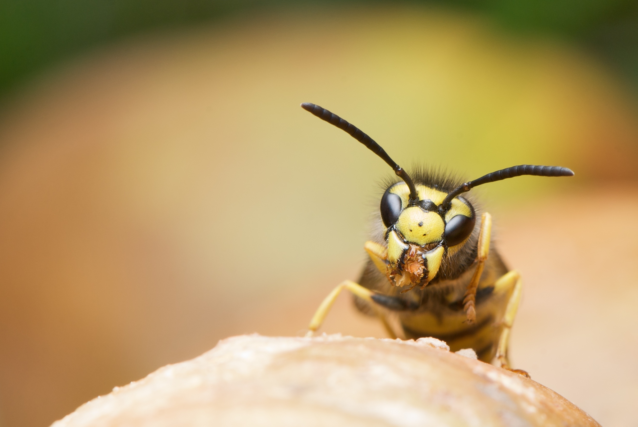 Hornet, Wasp Wallpaper, 2640x1770 HD Desktop