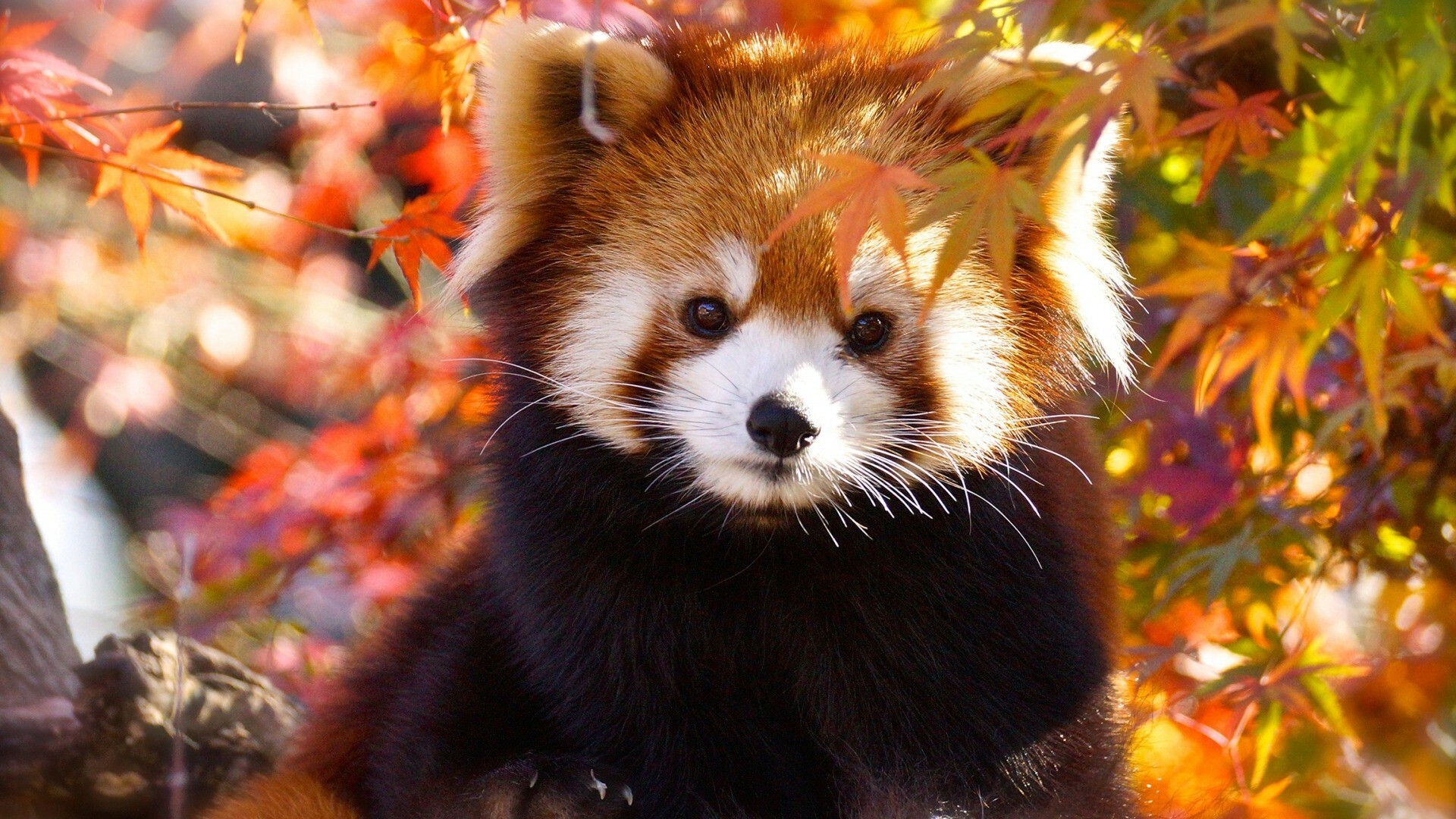 Red pandas, Unique fur patterns, Curious demeanor, Forest dwellers, 1920x1080 Full HD Desktop