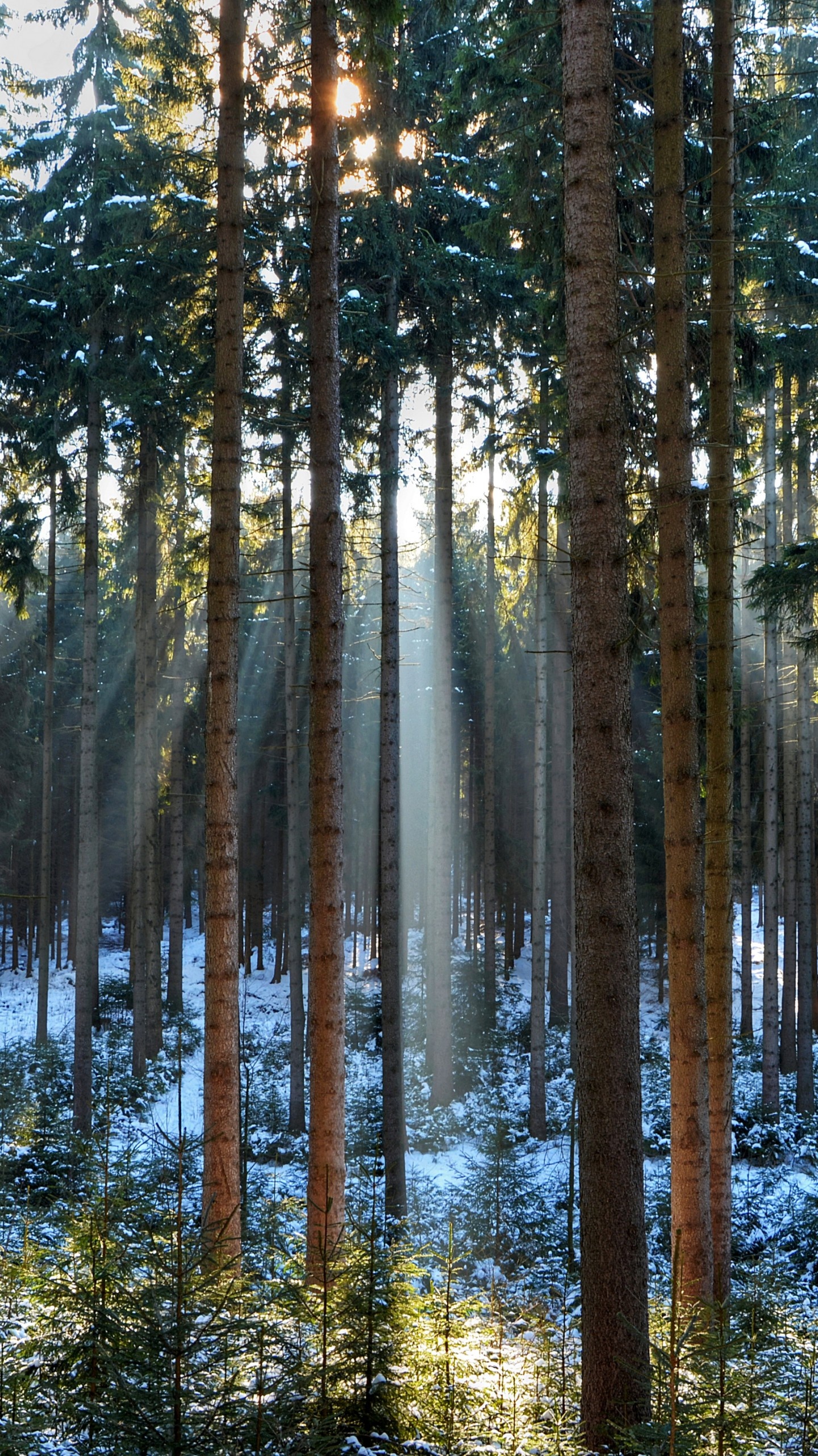 sunbeams through pine trees, tall pine tree trunks, snowy forest floor, HD Phone wallpaper