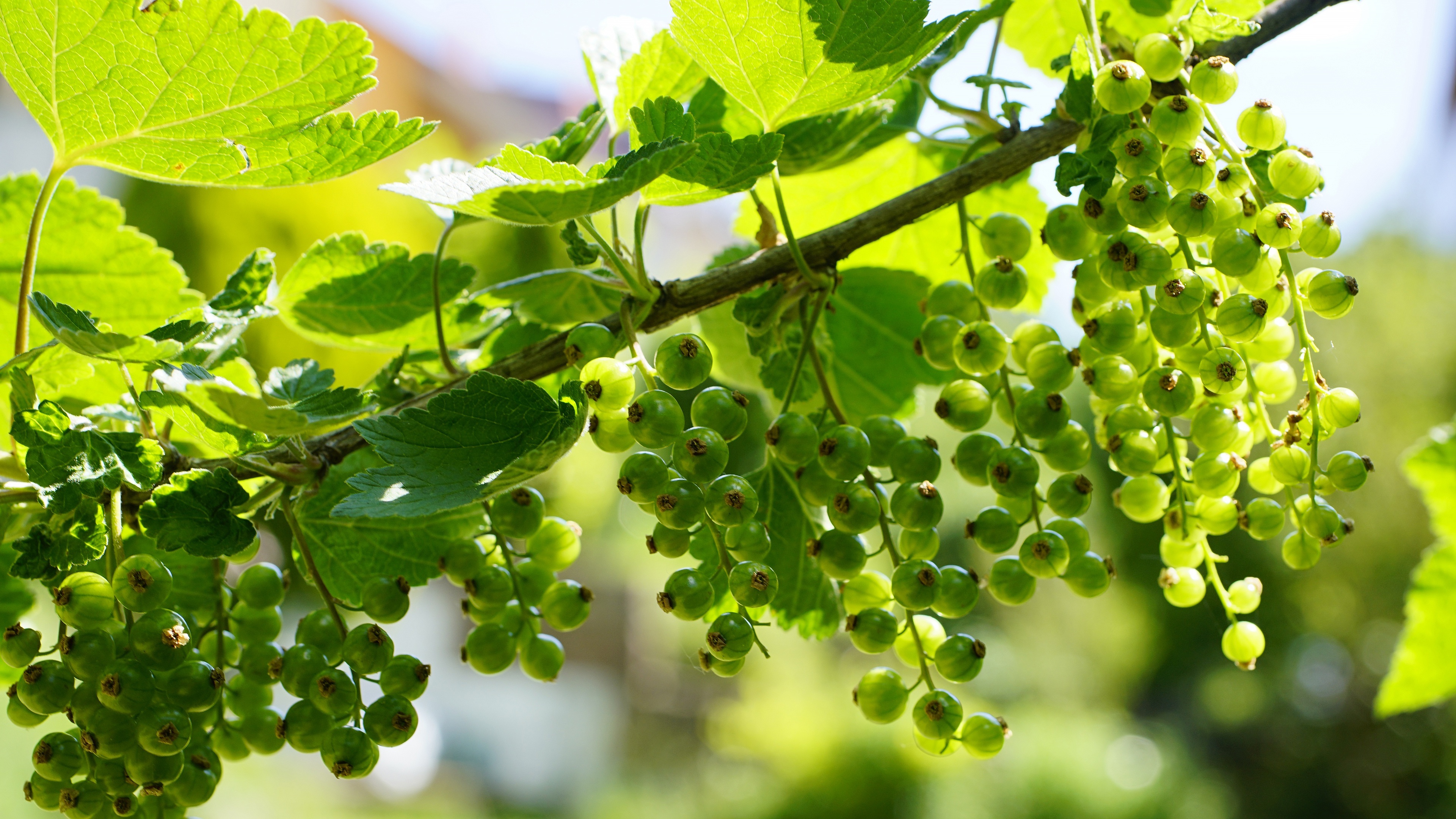 Currants, 4K Ultra HD wallpaper, Background image, 3840x2160 4K Desktop