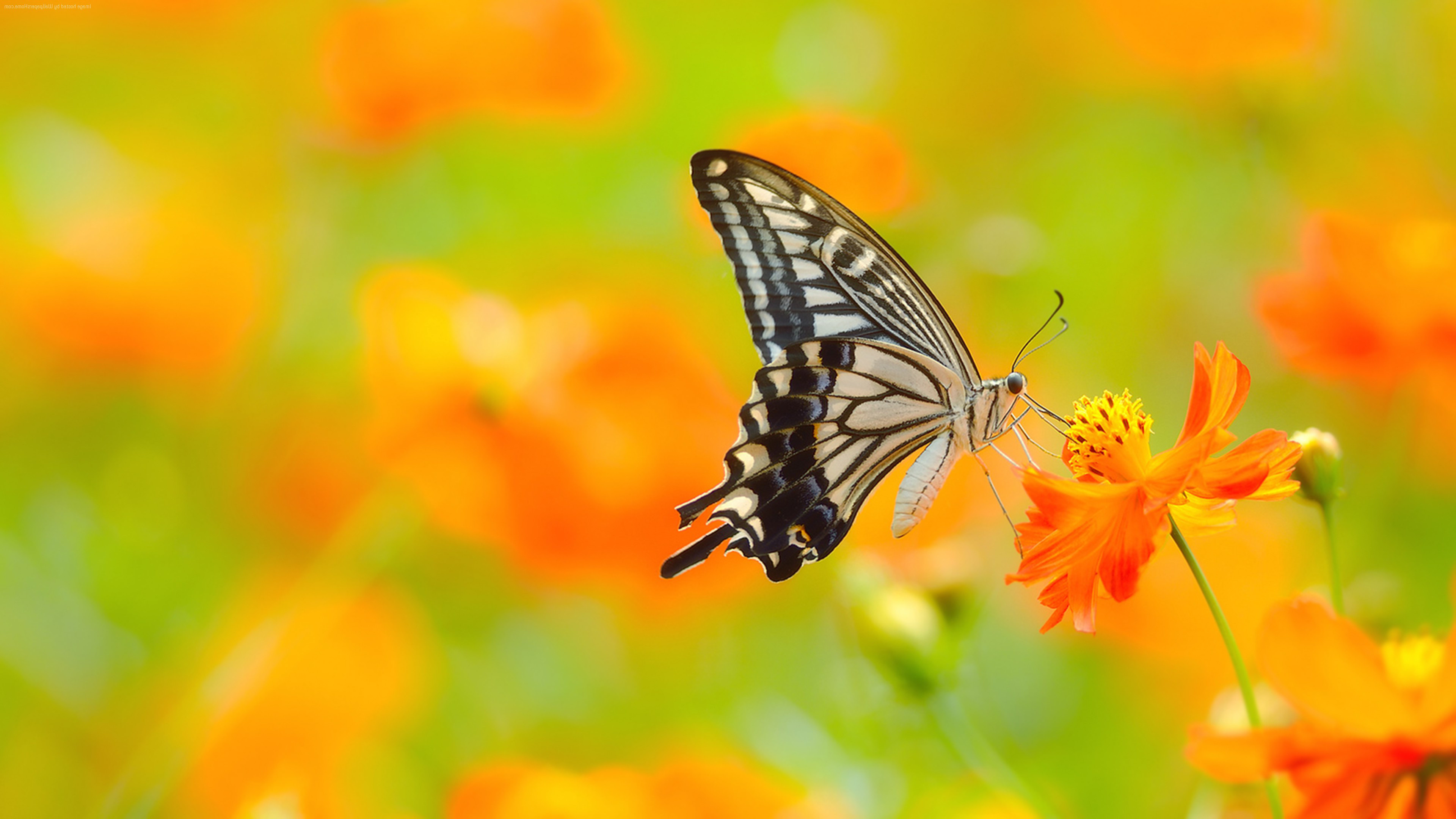 Macro insect photography, Close-up nature shots, Tiny creatures up close, Intricate insect details, 3840x2160 4K Desktop