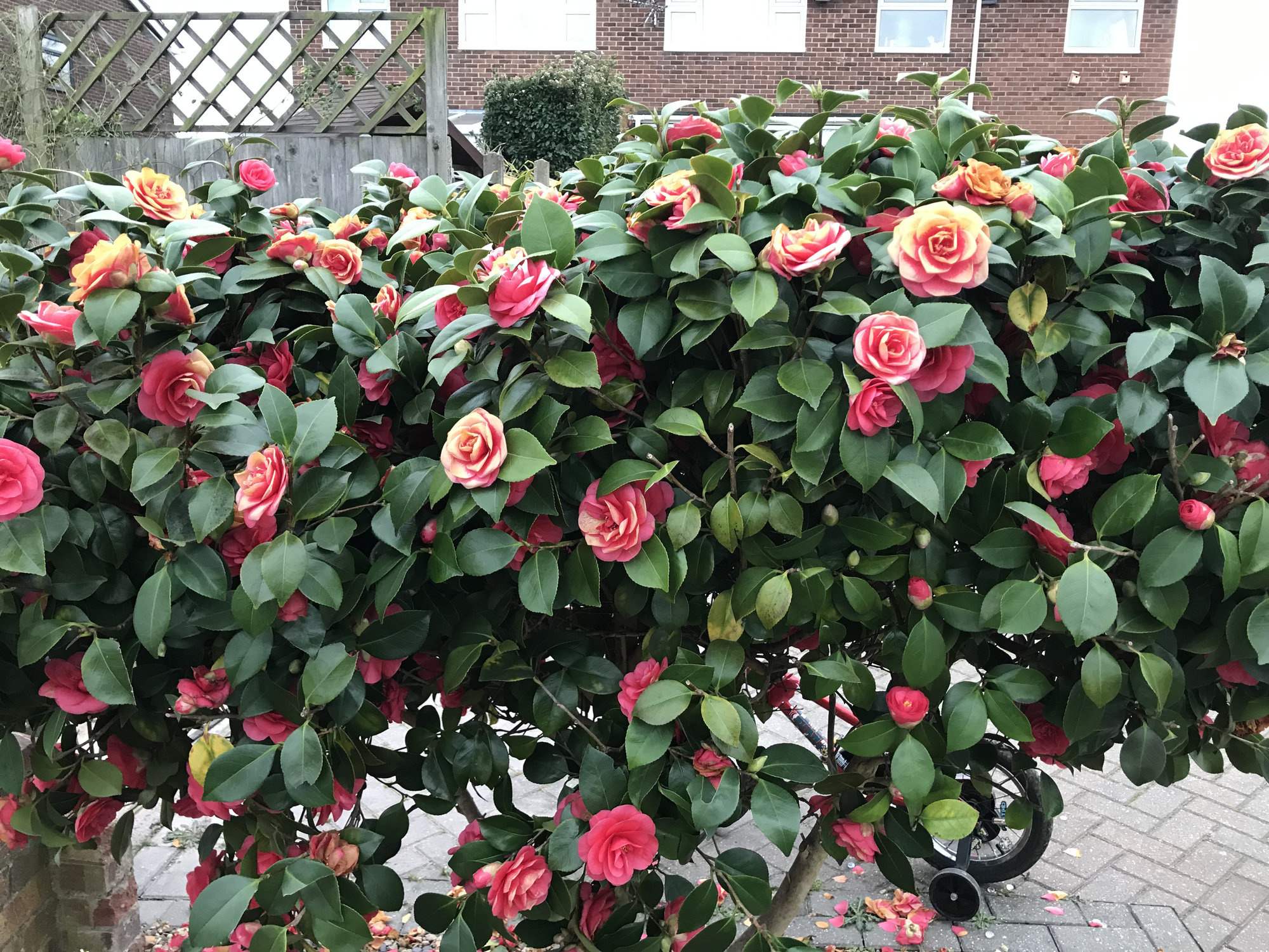 Shrub, Camellia Wallpaper, 2000x1500 HD Desktop