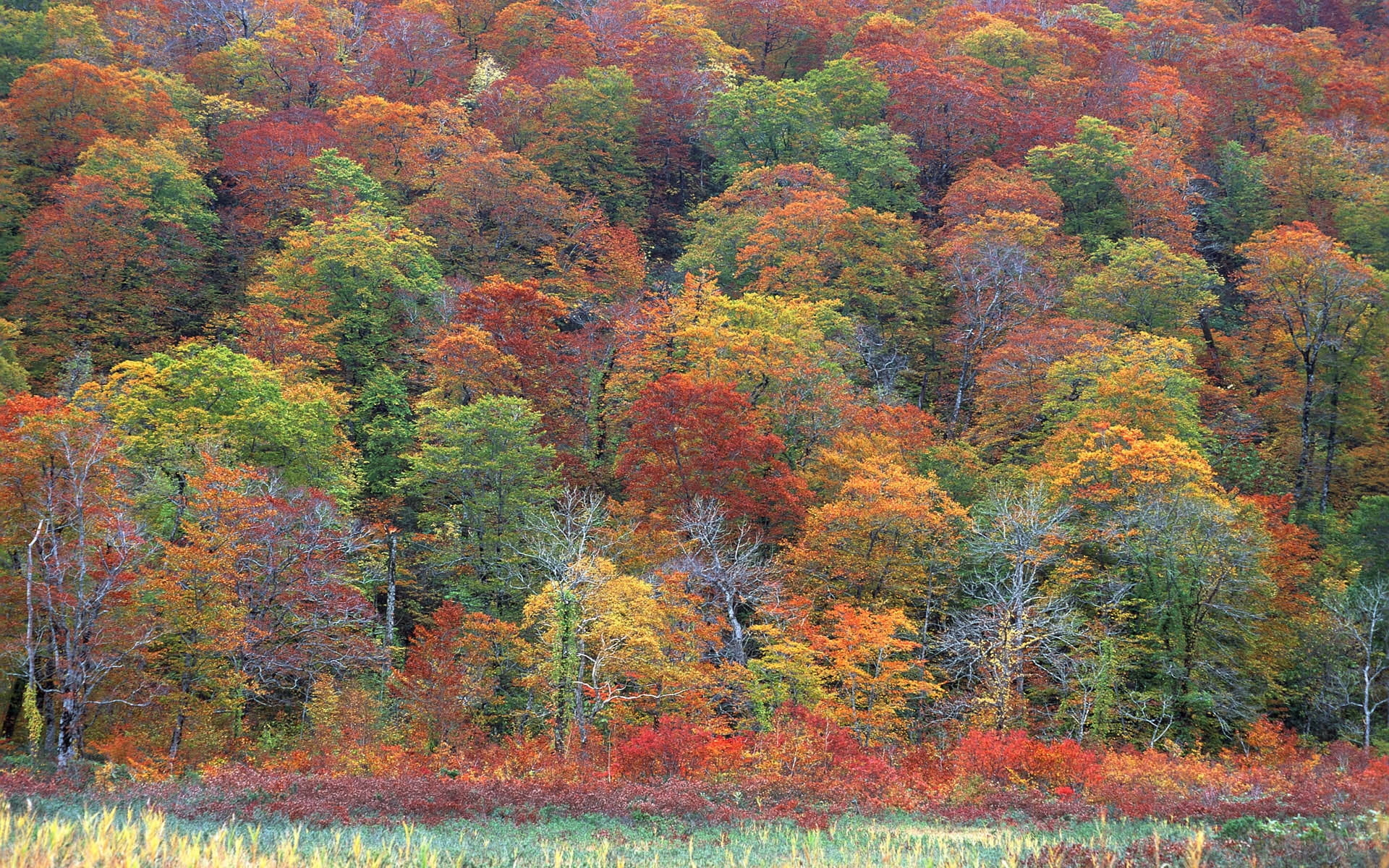 Birch Tree, Forest, Daytime, Wallpaper, 1920x1200 HD Desktop
