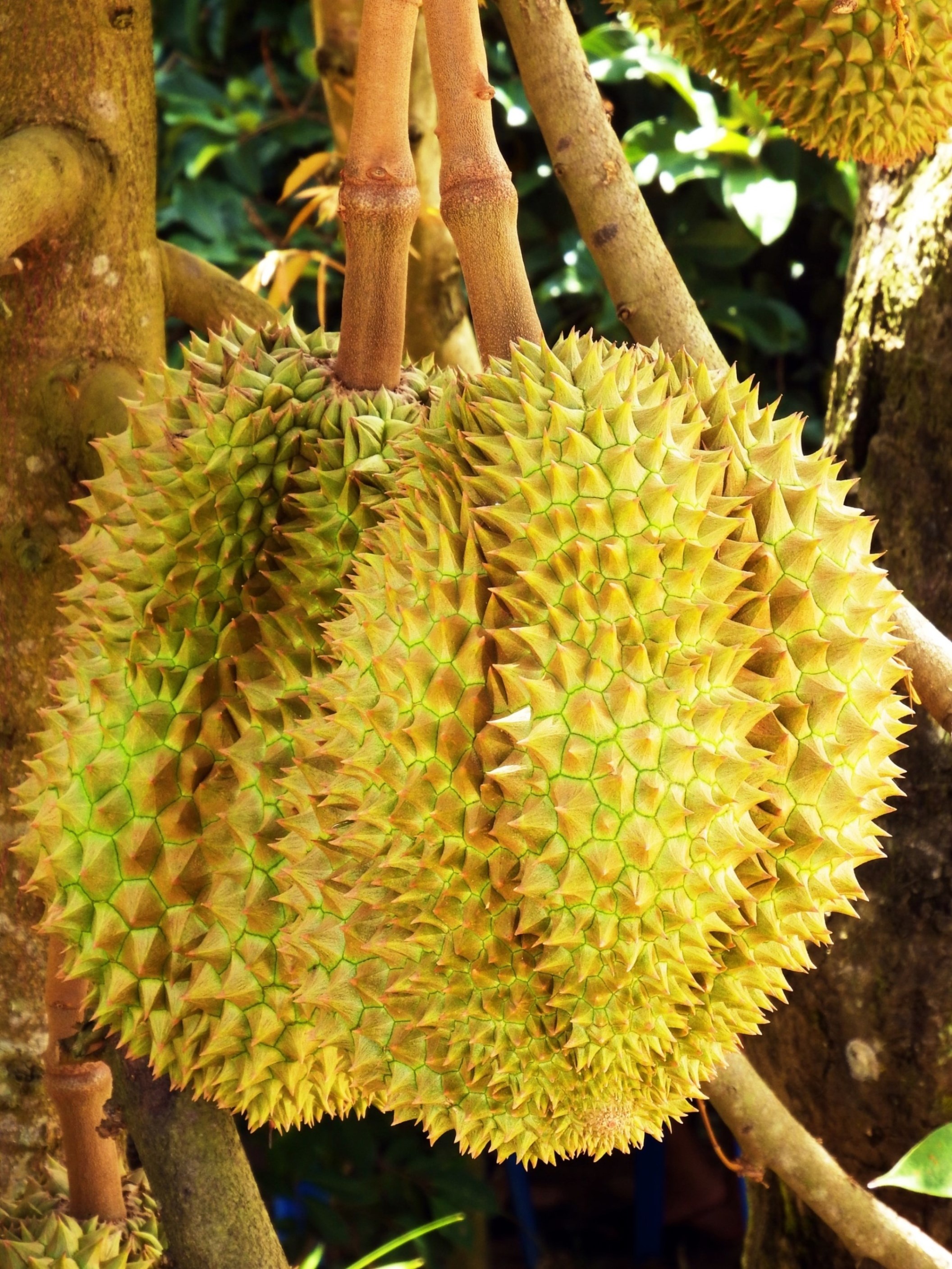 Fresh durian fruit, Tree plantation, Farm experience, Nature escape, 2120x2820 HD Phone