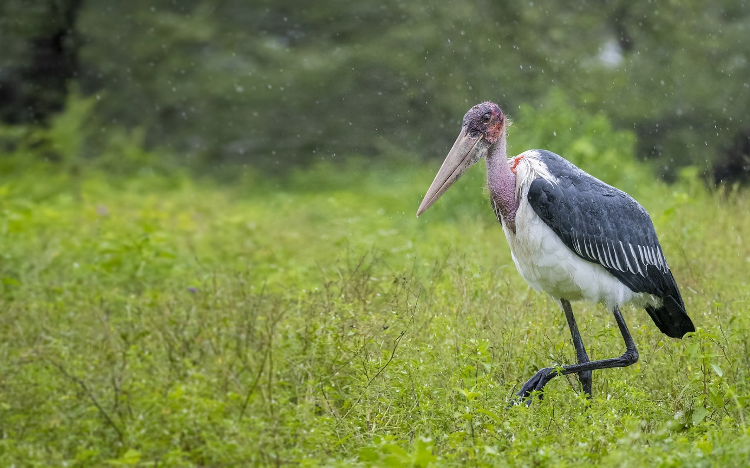 Pelican, Grass stork field, High-quality wallpapers, MacBook Pro, 2560x1600 HD Desktop