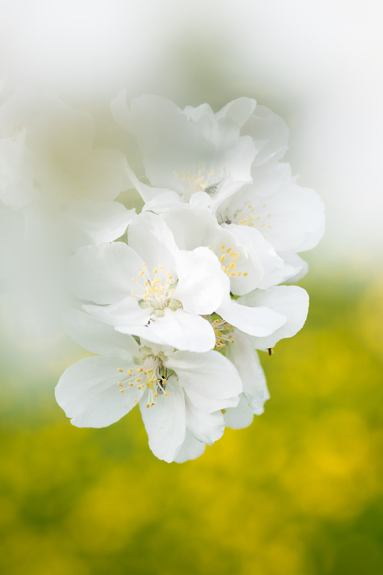 White Poppy, Macro photography, Markus Hoheneder, Detailed capture, 1280x1920 HD Phone