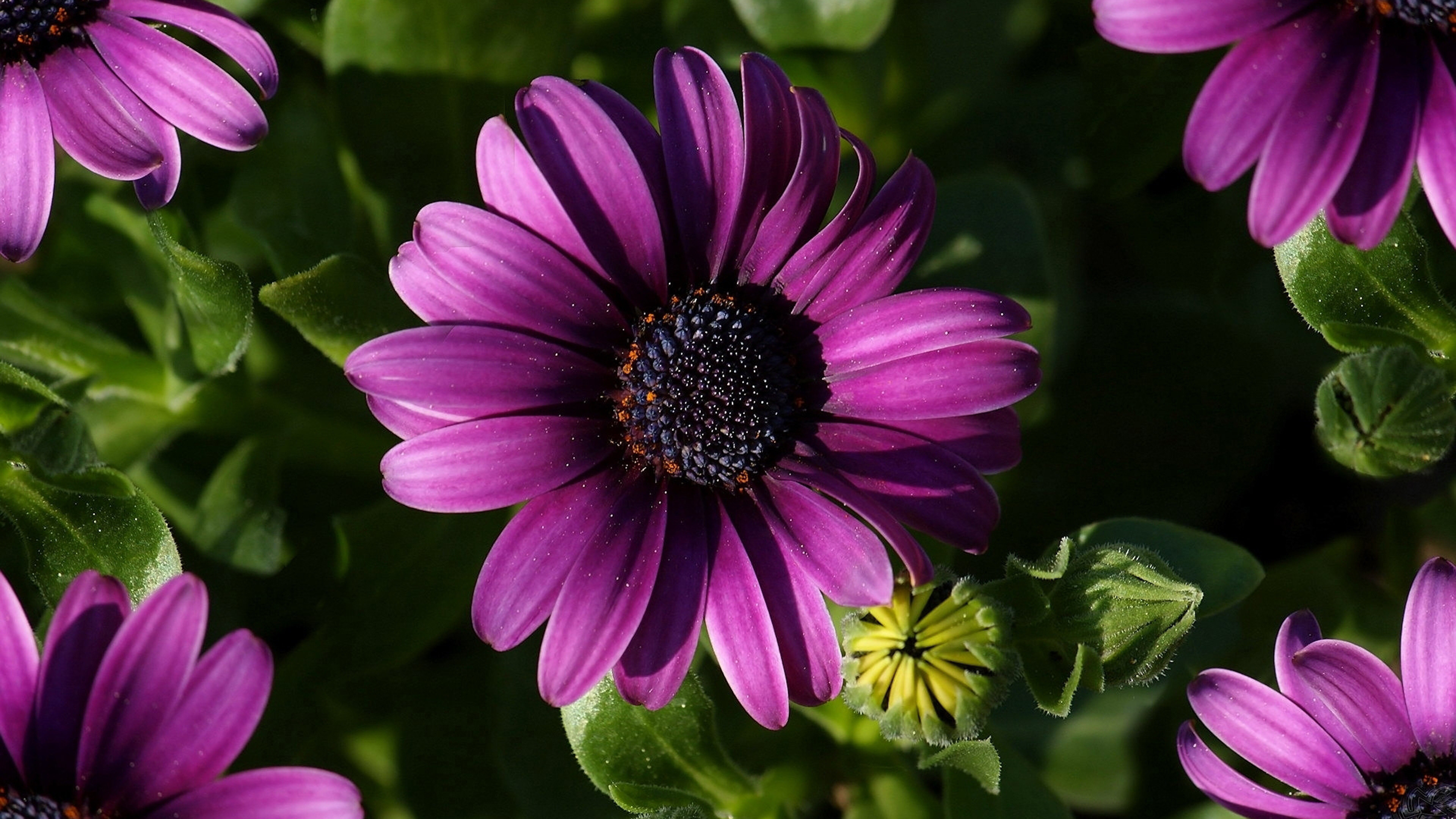 Osteospermum, Gerbera Daisies Wallpaper, 3840x2160 4K Desktop