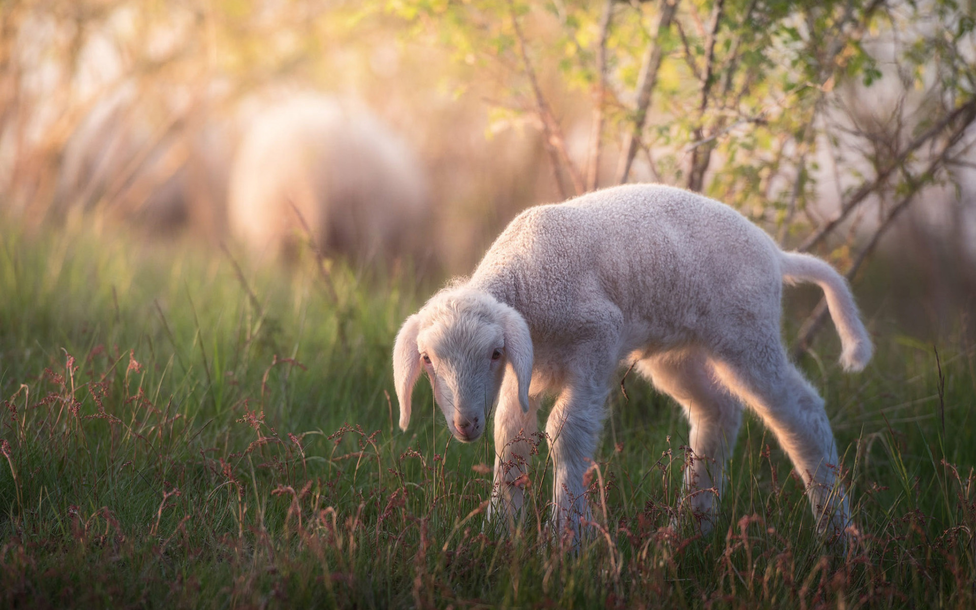 Lamb, Farm Animals Wallpaper, 1920x1200 HD Desktop