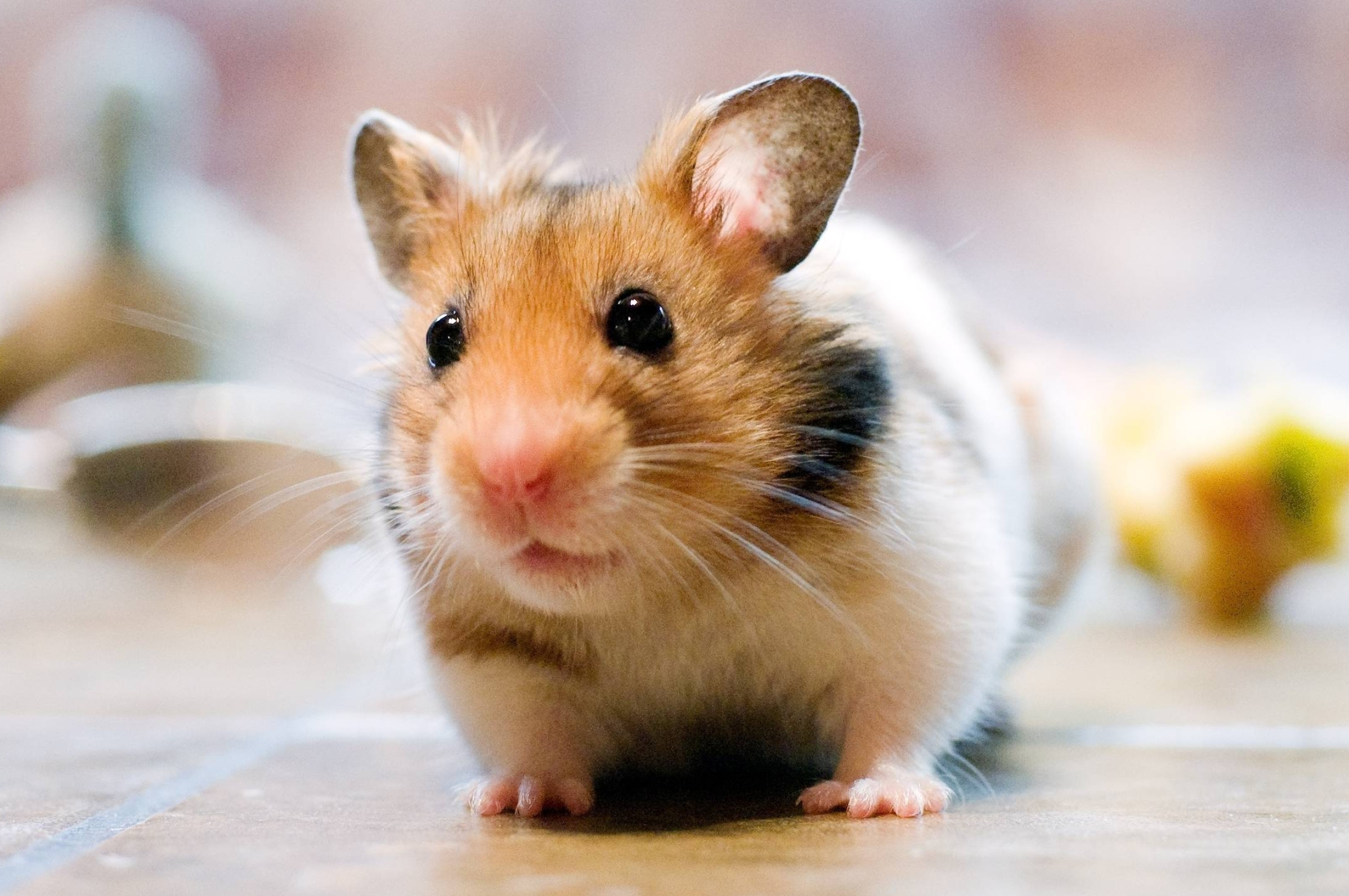 Cute hamster, Desktop wallpapers, Visual aesthetics, Personalize your screen, 2400x1600 HD Desktop