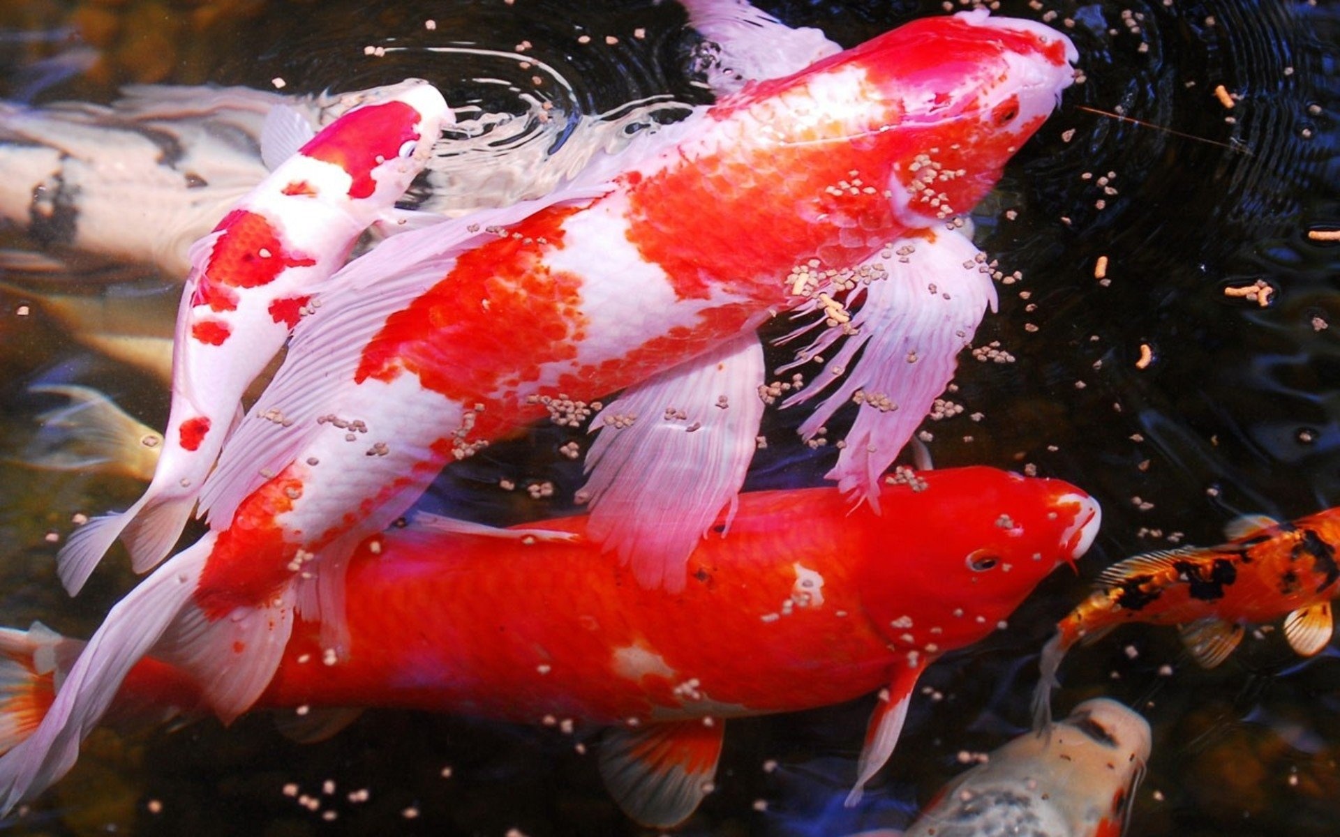Koi 1920x1200 desktop, HD background images, Serene elegance, Aquatic wonder, 1920x1200 HD Desktop