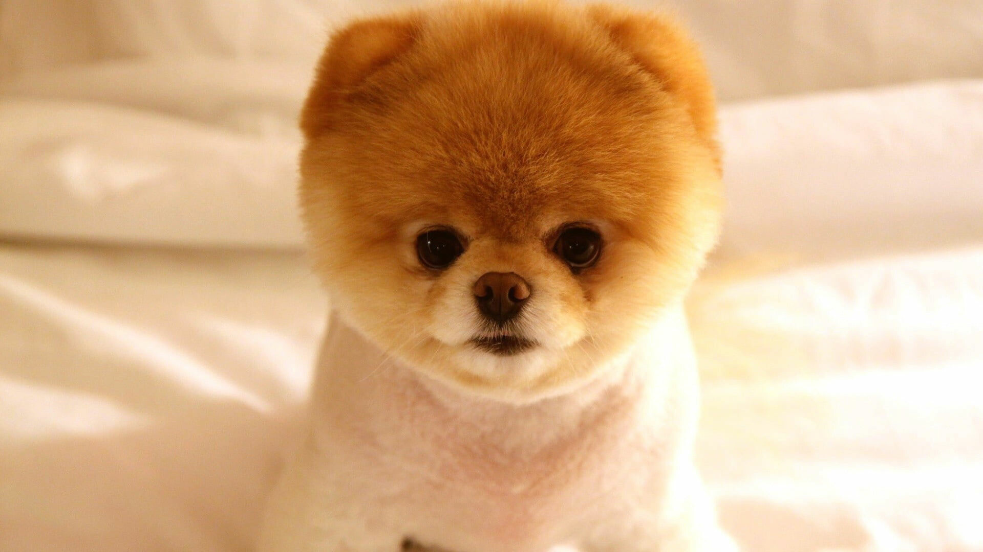 Elegant white and brown teacup pomeranian puppy, Luxury cuteness, 1920x1080 Full HD Desktop