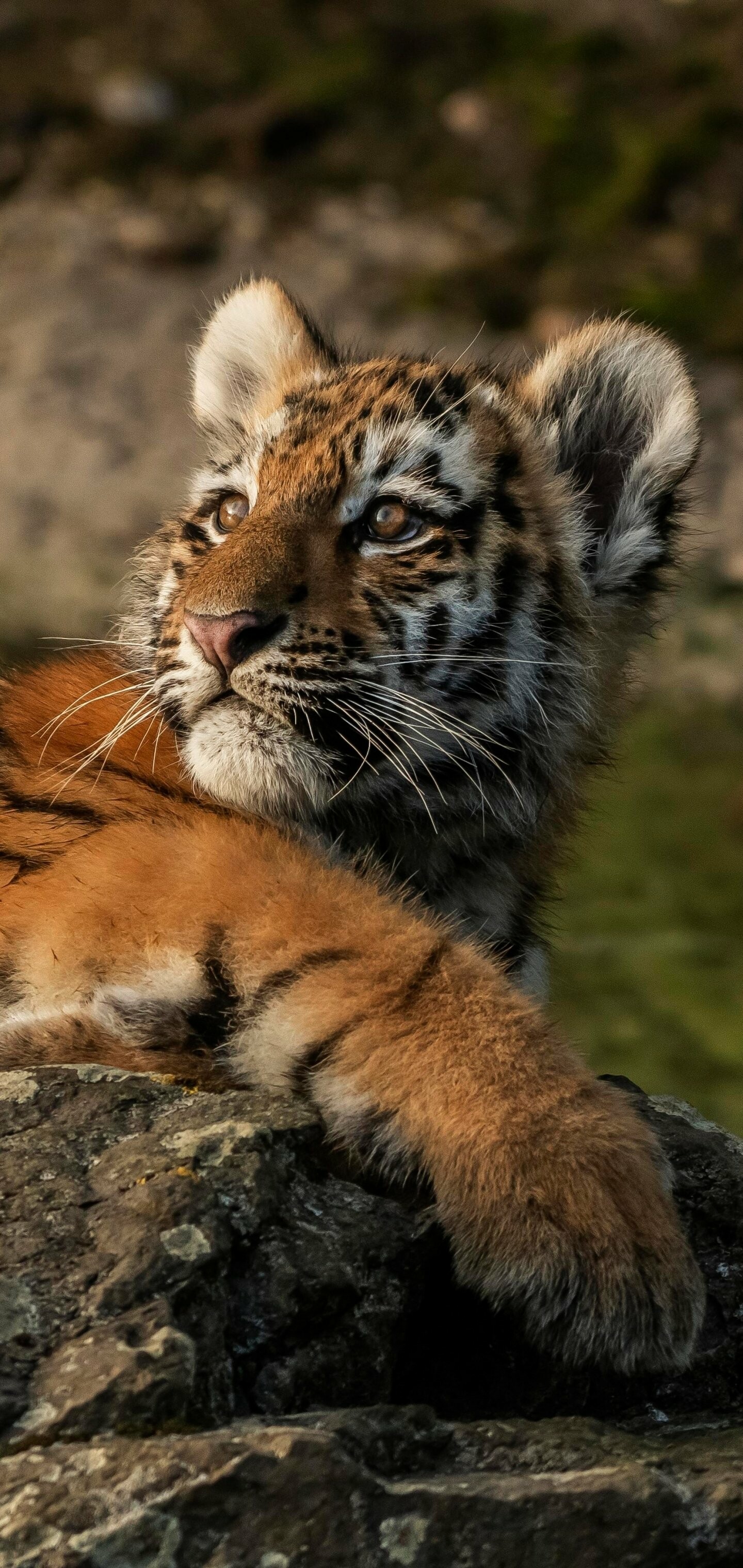 Amur, Tiger Cub Wallpaper, 1440x3040 HD Phone