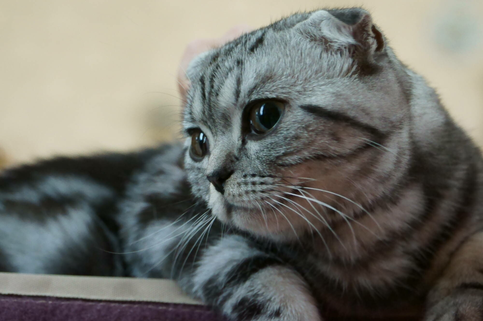 Scottish Fold, Playful pose, Lovely fur, Captivating eyes, 2000x1330 HD Desktop