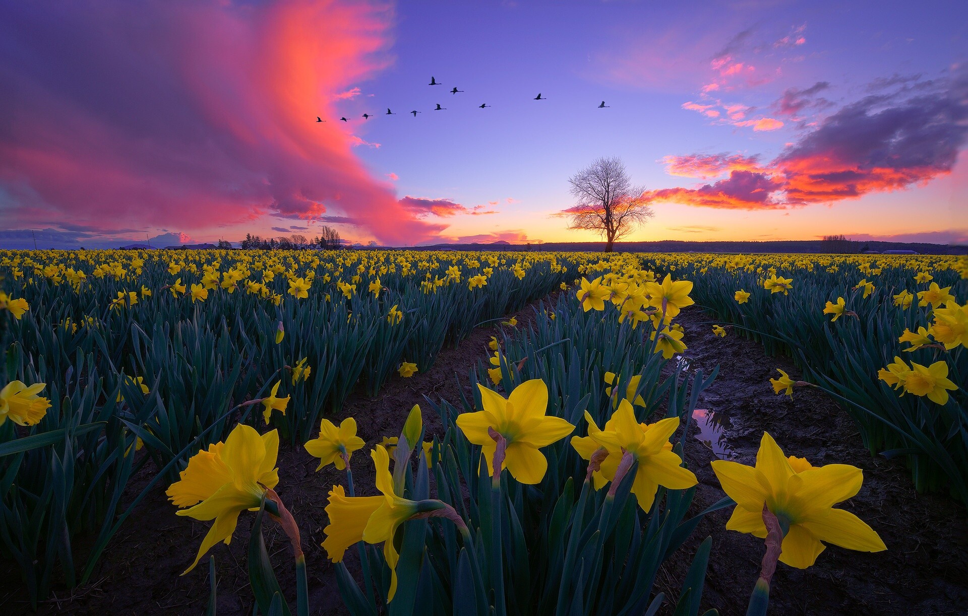Field of yellow daffodils, Birds flying, Nature's canvas, Floral spectacle, 1920x1230 HD Desktop