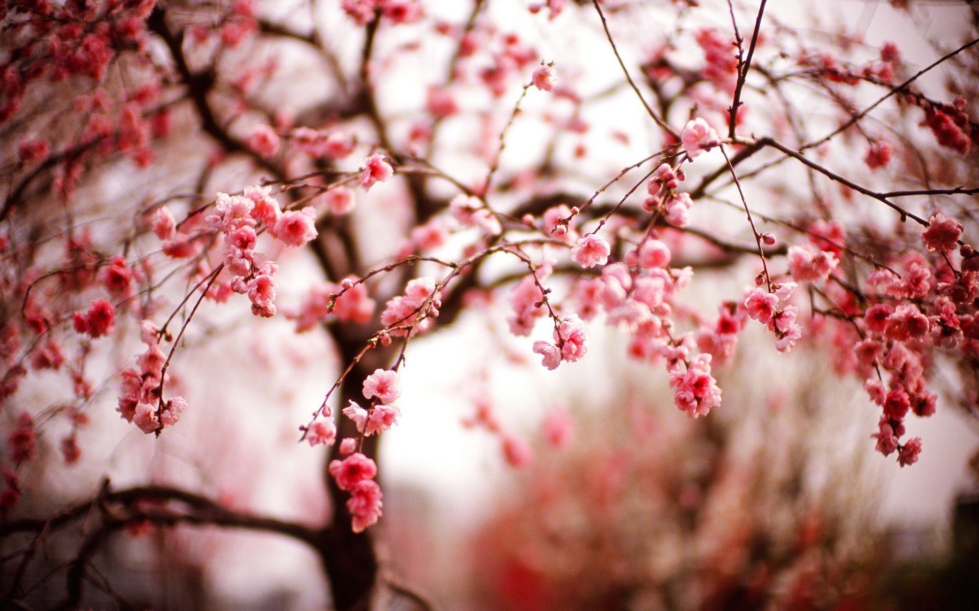 Pink sakura blossoms, Blooming cherry tree branches, Soft bokeh background, HD Desktop wallpaper