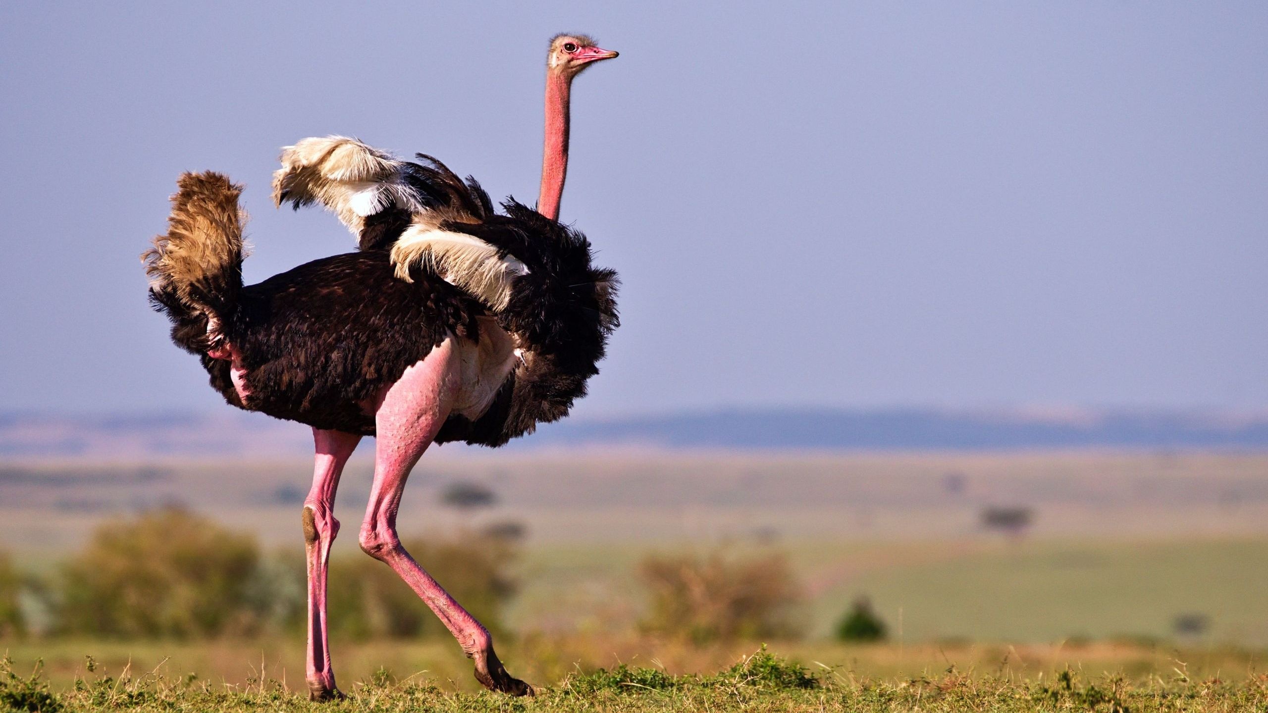 Ostrich fact sheet, Nature blog, Unique characteristics, PBS exploration, 2560x1440 HD Desktop