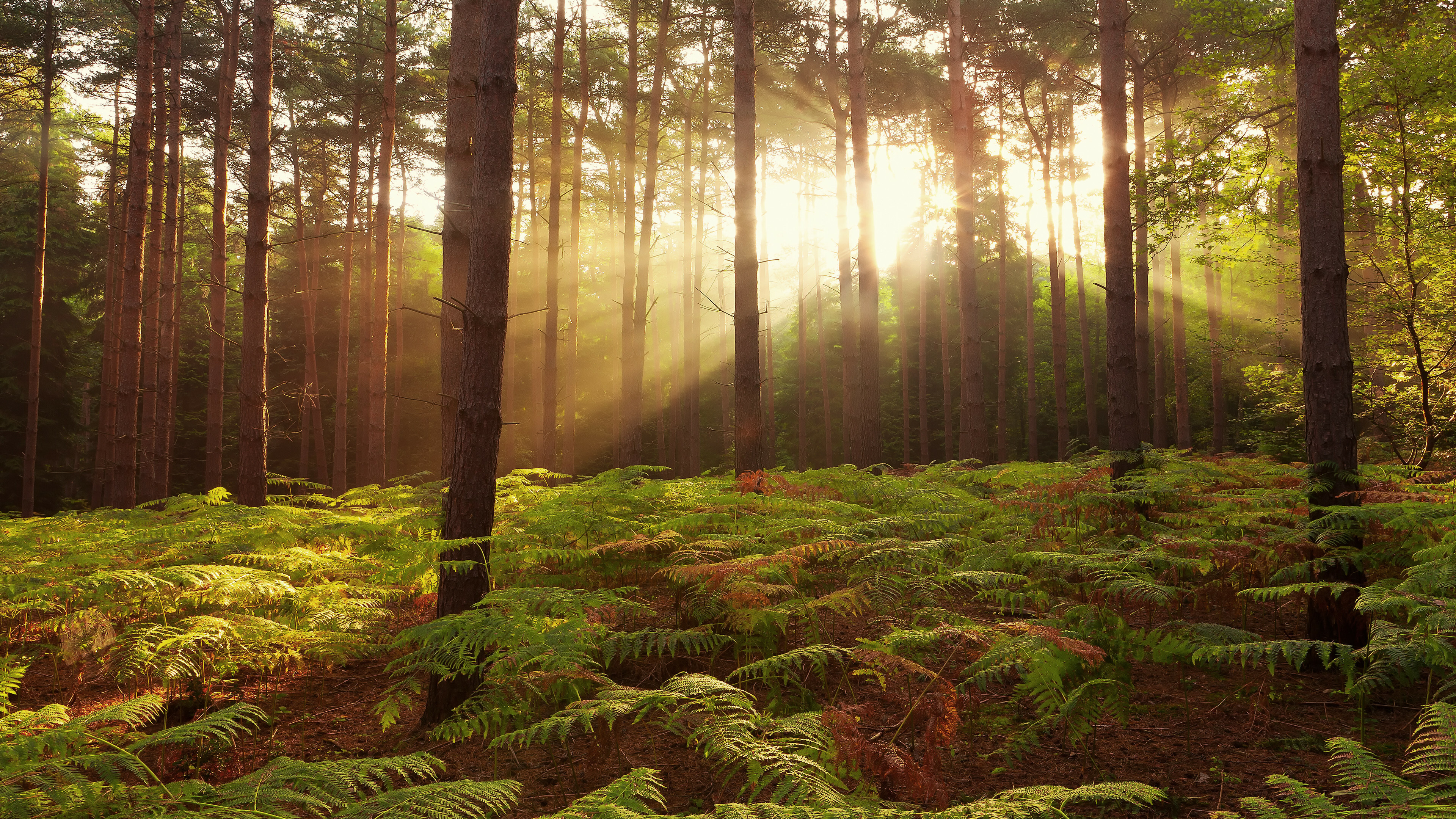 Ferns, Forests Wallpaper, 3840x2160 4K Desktop