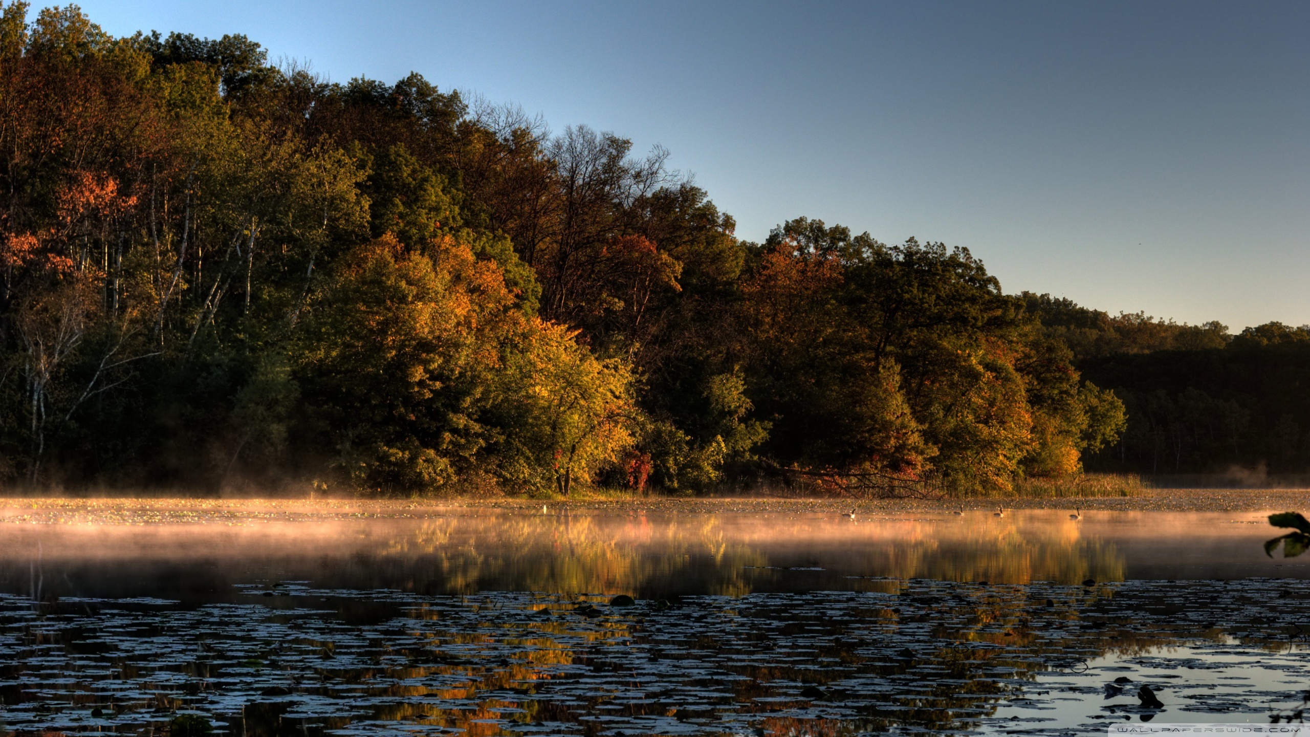 Lake Superior, Minnesota forest, Top free, 2560x1440 HD Desktop