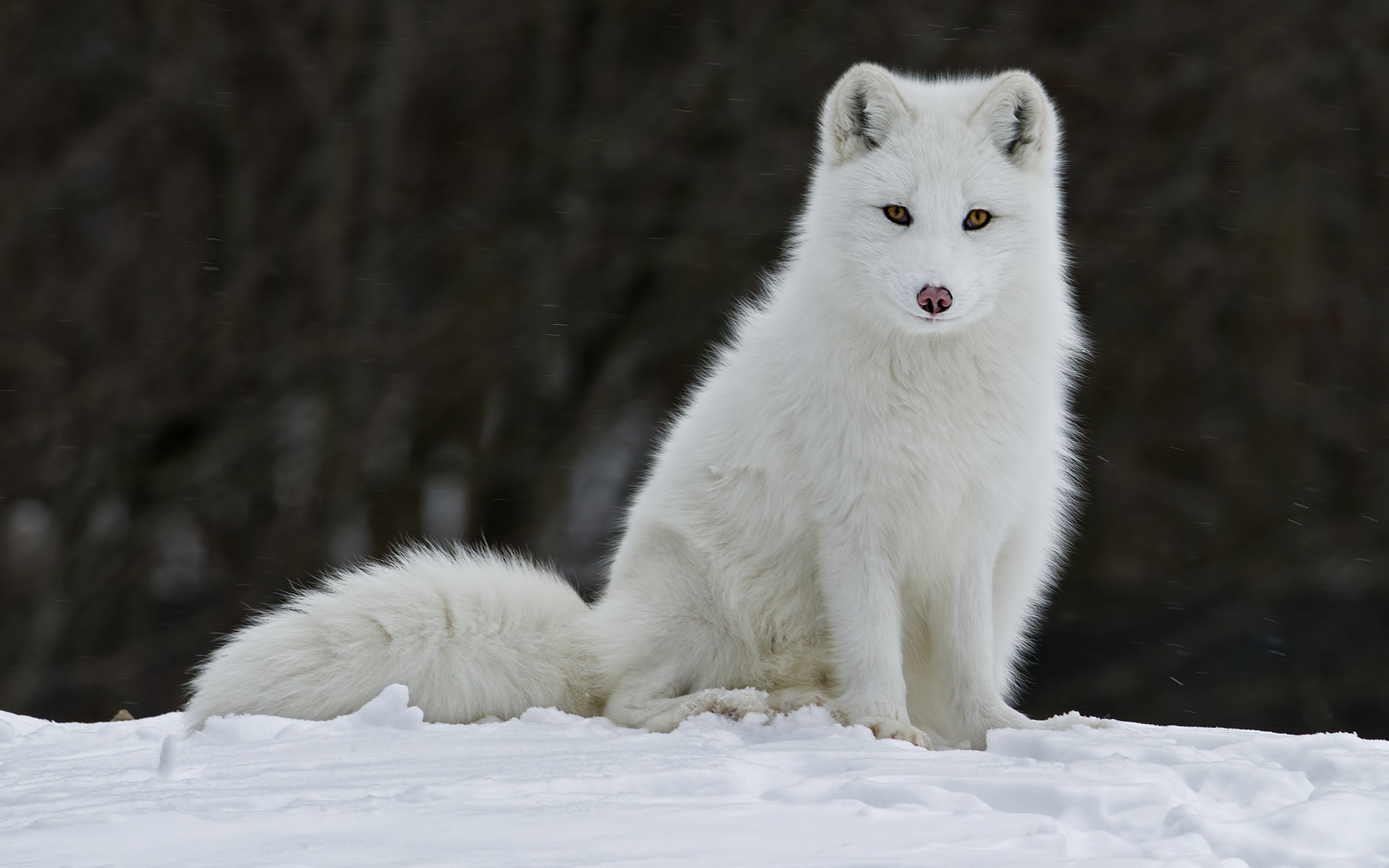 Arctic fox wallpapers, High-definition download, Desktop and mobile, Snowy charm, 1920x1200 HD Desktop