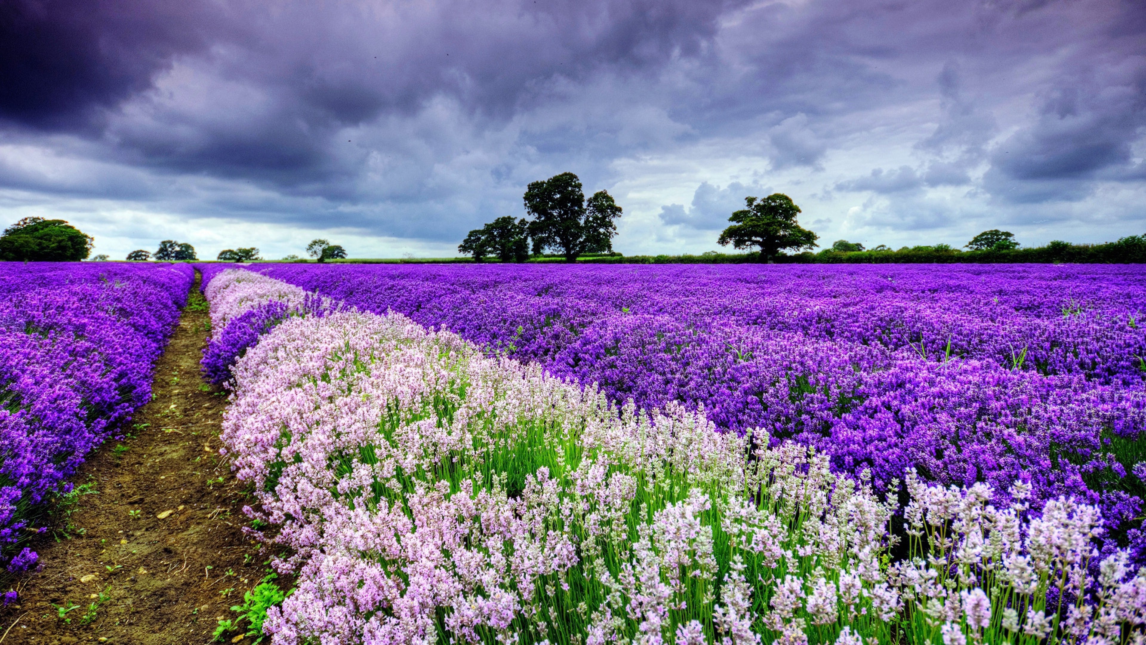 Field flowers, HD wallpaper resolution, 3840x2160 4K Desktop