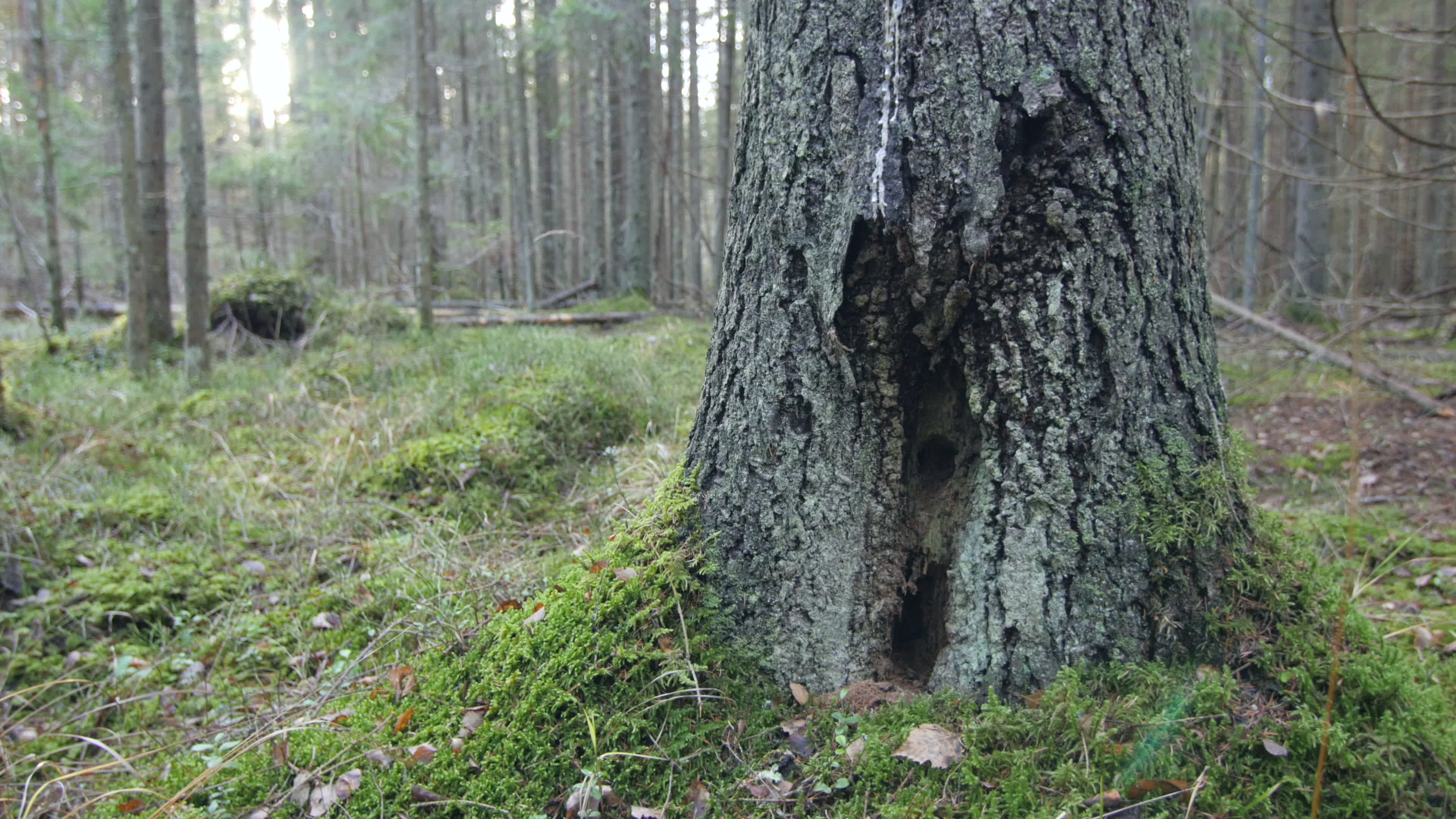 Moss covered forest floor, Old pine tree, Enchanting woodland, Ancient beauty, 3840x2160 4K Desktop