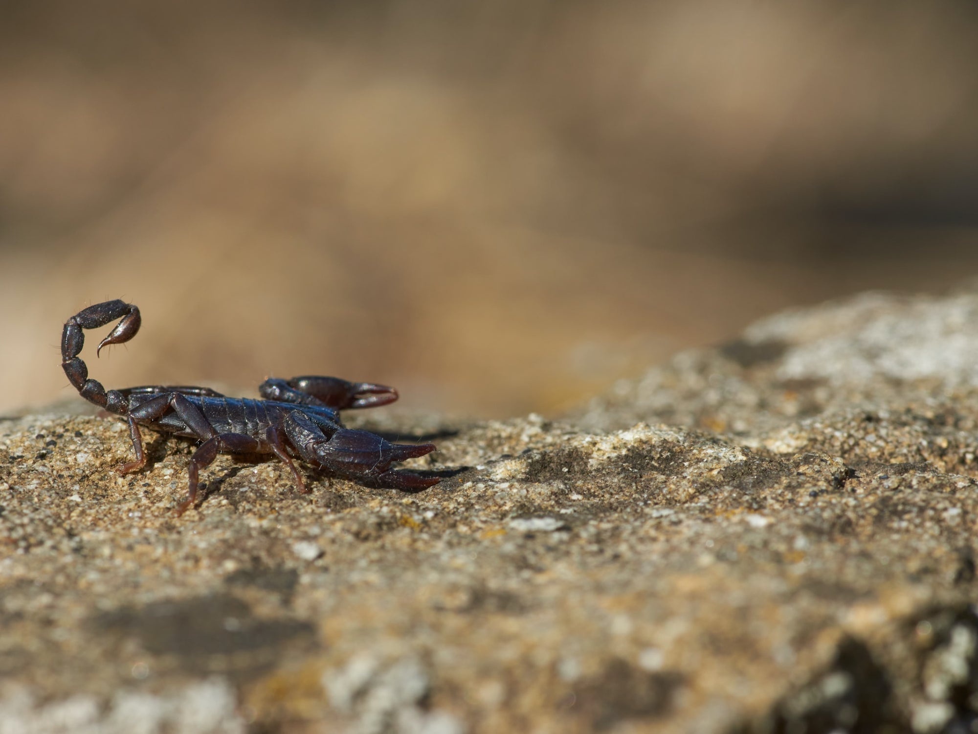 Venturing into scorpion territory, Survival tips, Exciting adventure, Fascinating creatures, 2000x1500 HD Desktop