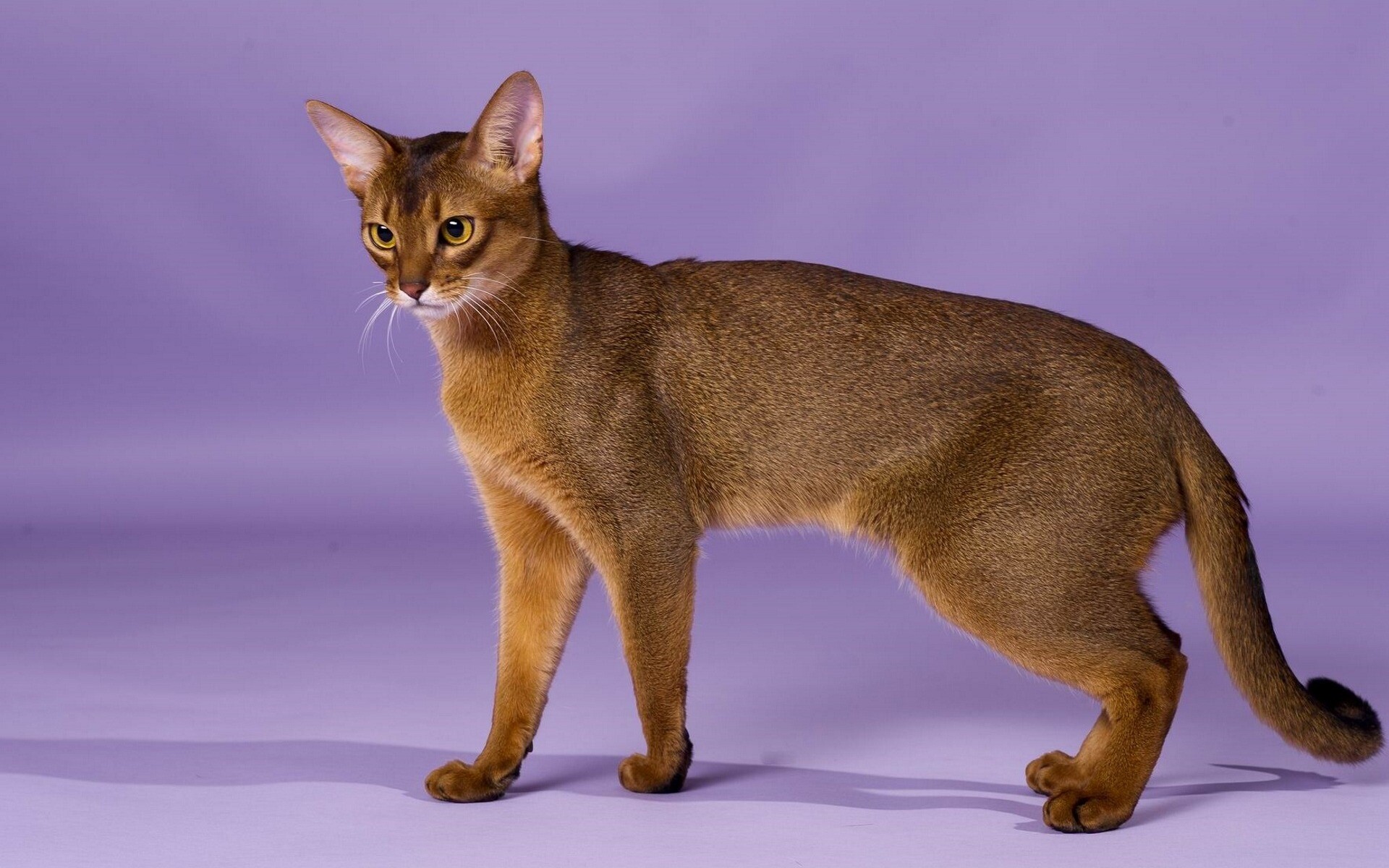 Abyssinian Cat, Brown fur, Short-haired beauty, Feline grace, 1920x1200 HD Desktop