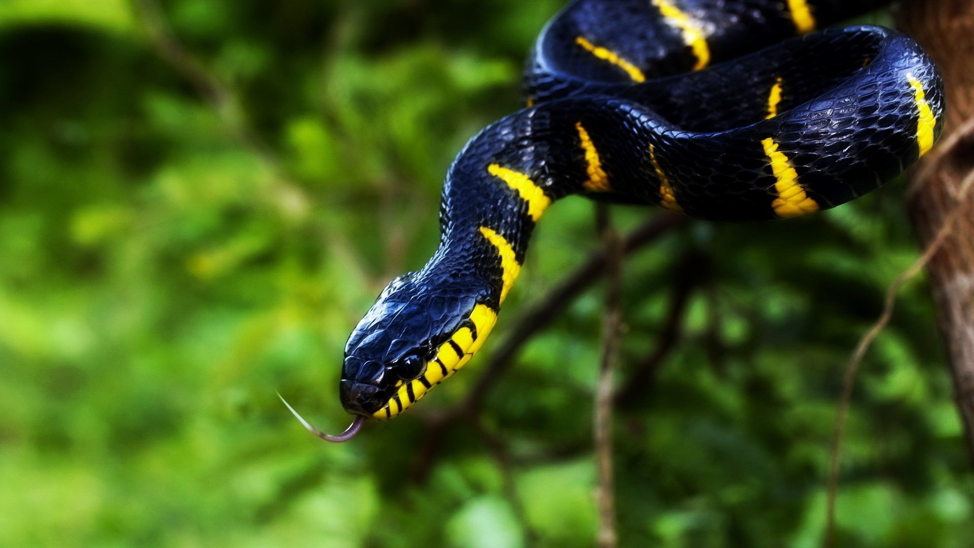 Boiga snake, HD wallpaper, Reptile background, Snake photography, 1920x1080 Full HD Desktop