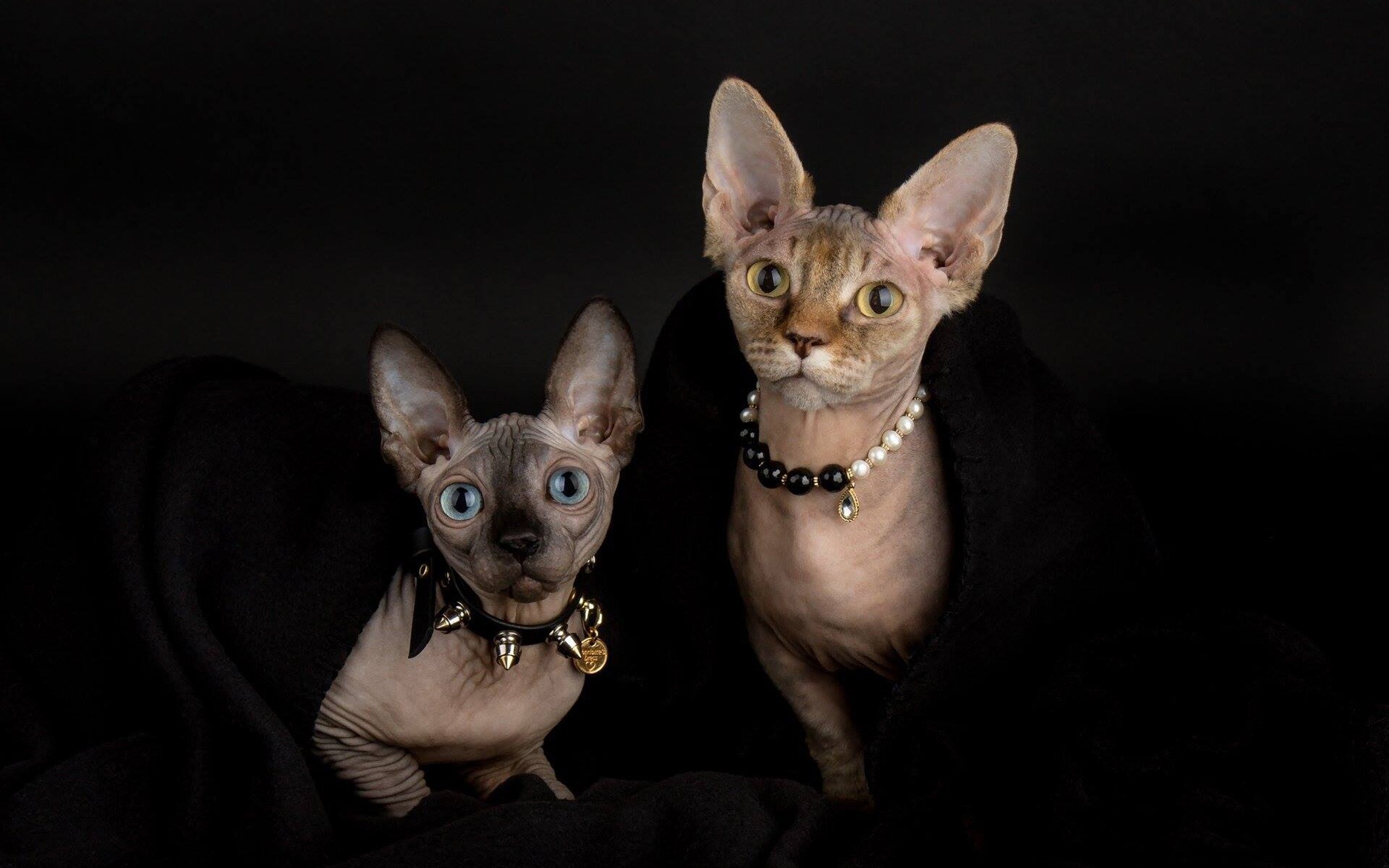 Sphynx Cat, High-quality desktop wallpapers, Gray hairless beauty, Beautiful cat breeds, 1920x1200 HD Desktop