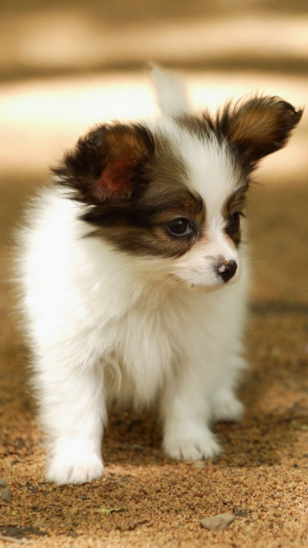 Papillon puppy, Fluffy white fur, Sandy dirt ground, Full HD Phone wallpaper