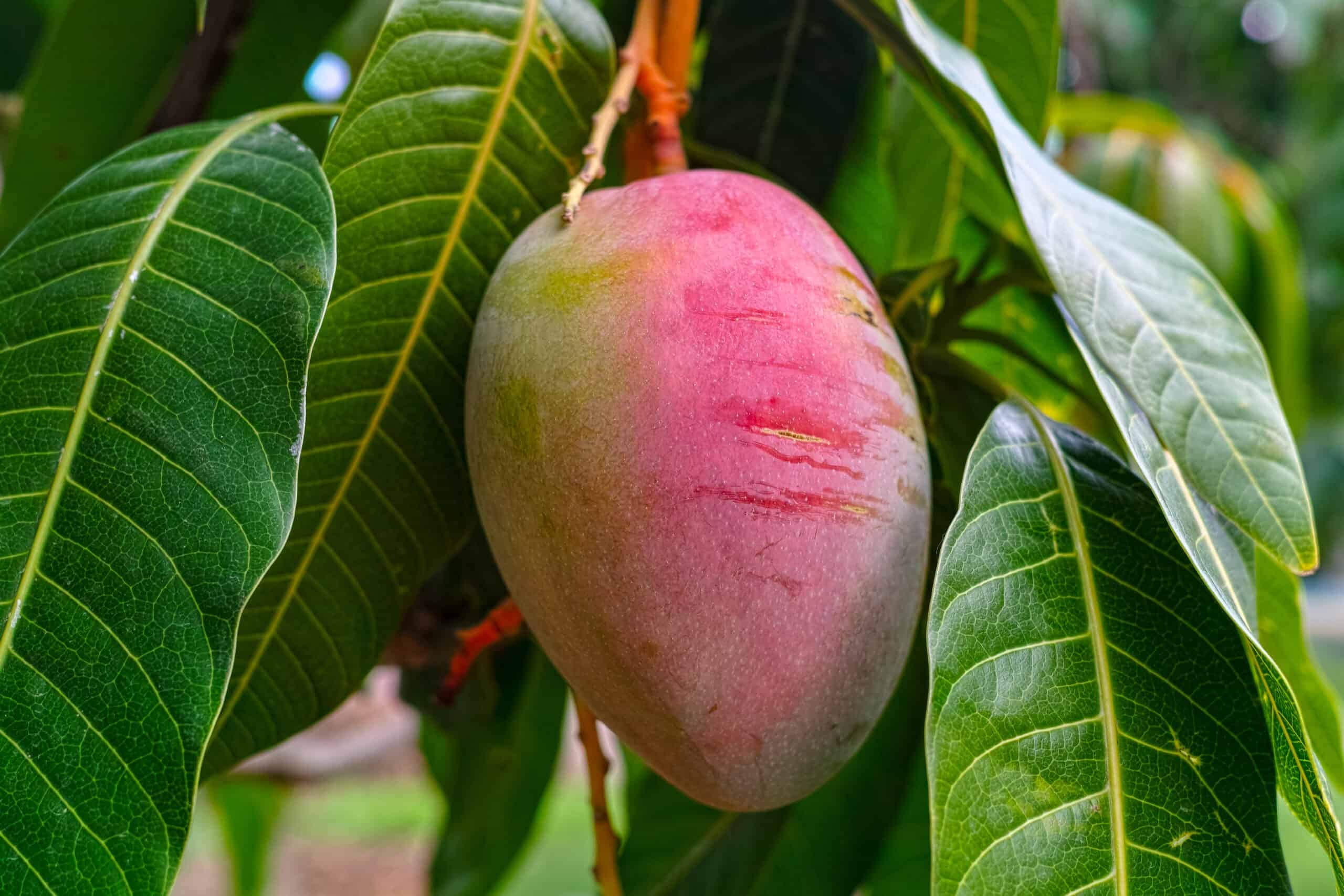 Organic mangoes, Farm fresh, Natural and pure, Wholesome produce, 2560x1710 HD Desktop