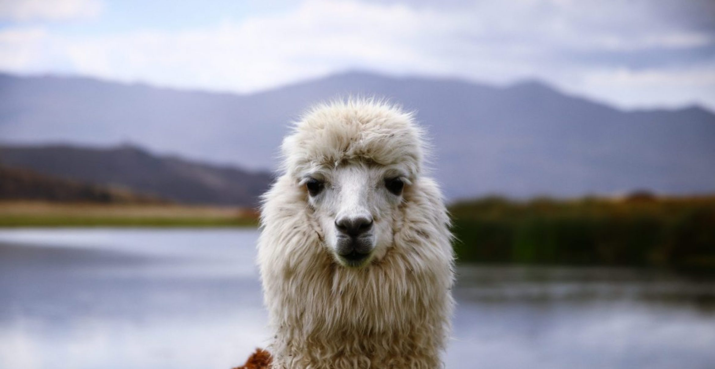 Business idea of the day, Llama in video calls, Unique virtual experiences, Fun llama surprise, 2340x1210 HD Desktop